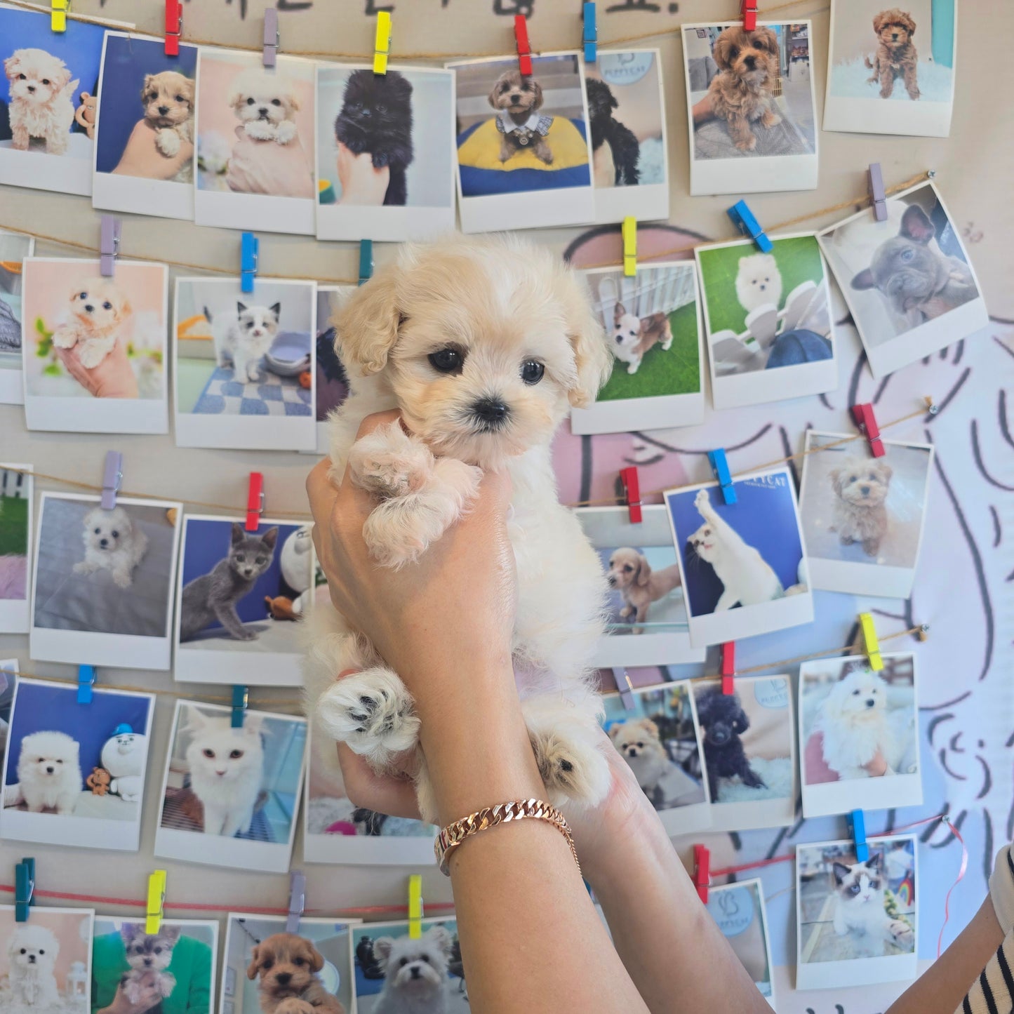 Mini Maltipoo for sale-Puding