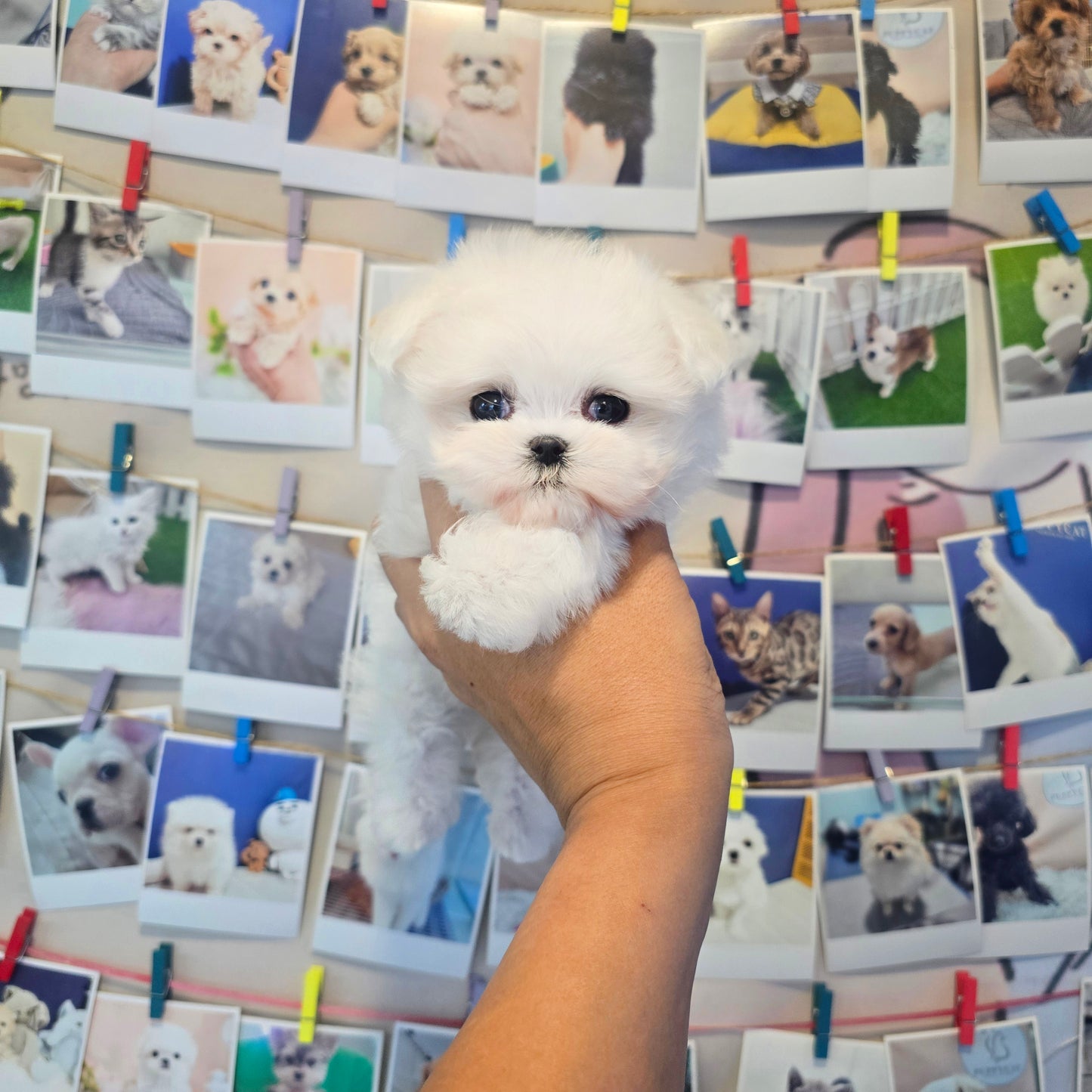 Mini Maltese- Rooney (Singapore shipping fee included)