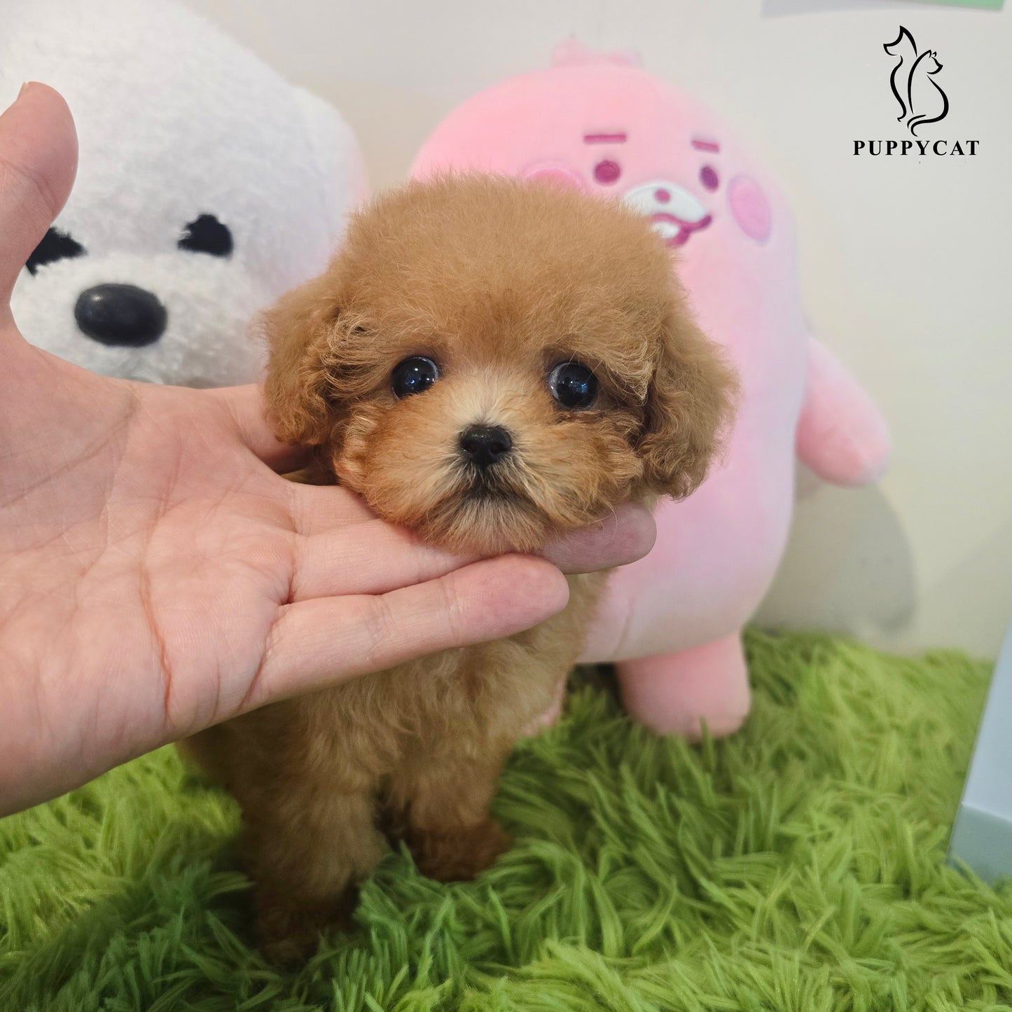 Toy poodle for sale-Venny