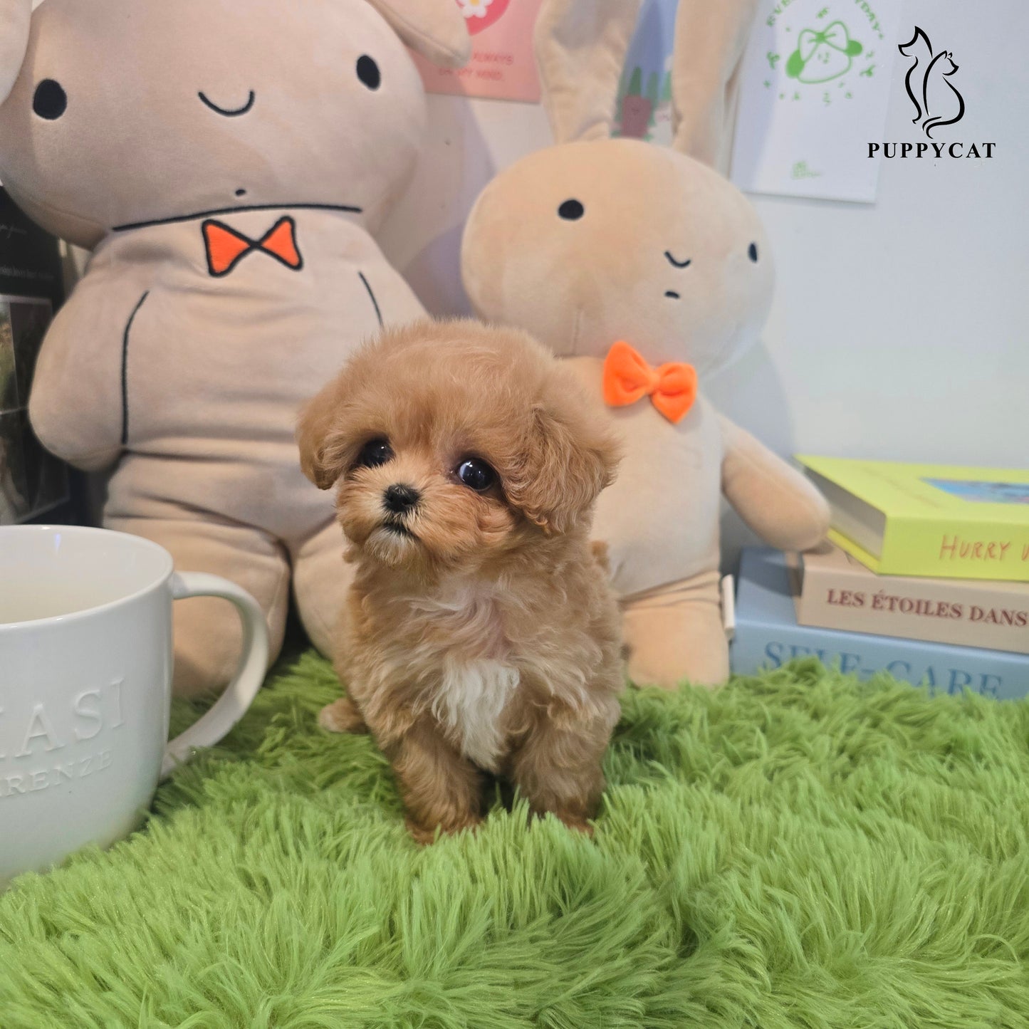 Mini Maltipoo for sale-Kkomi