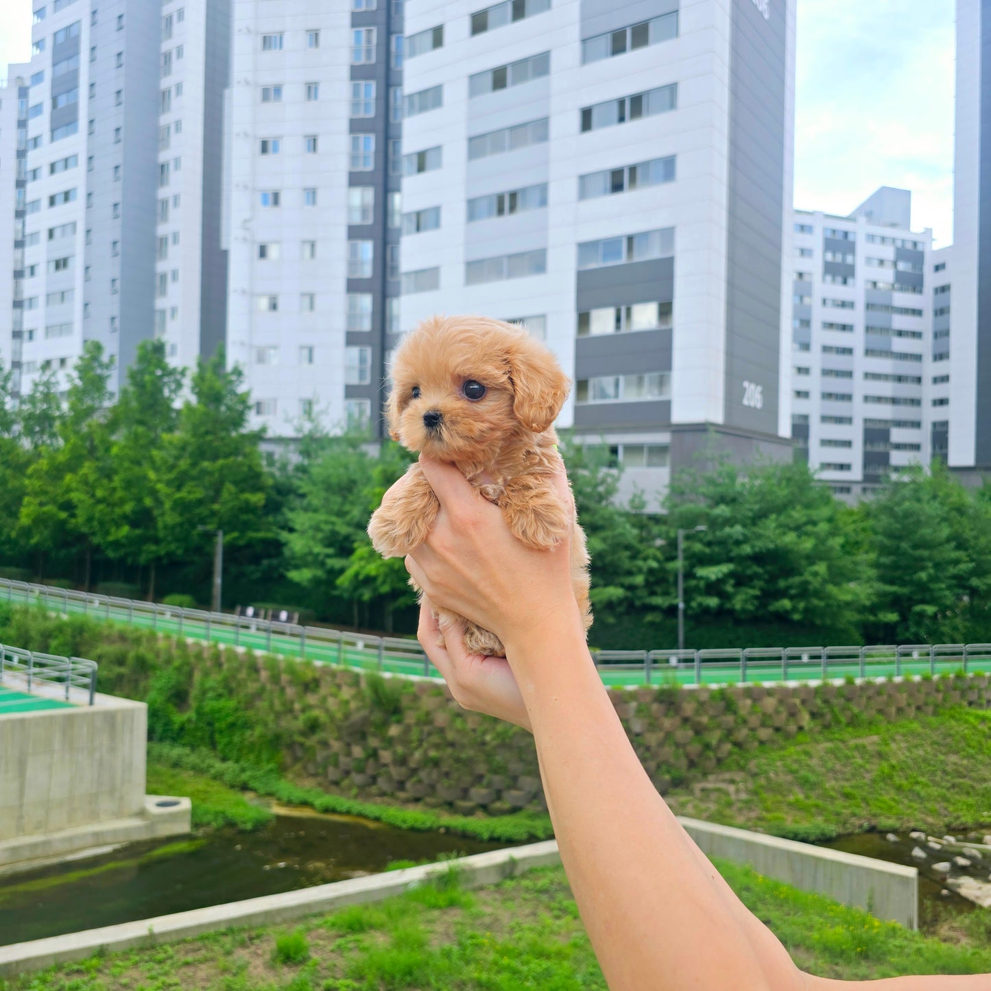 Mini Maltipoo for sale-Cherry