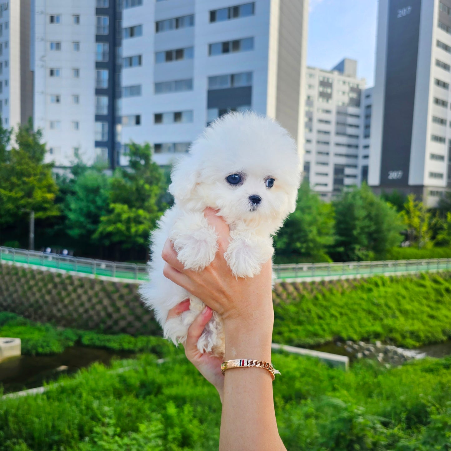 Mini Bichon Frise for sale-Seolki