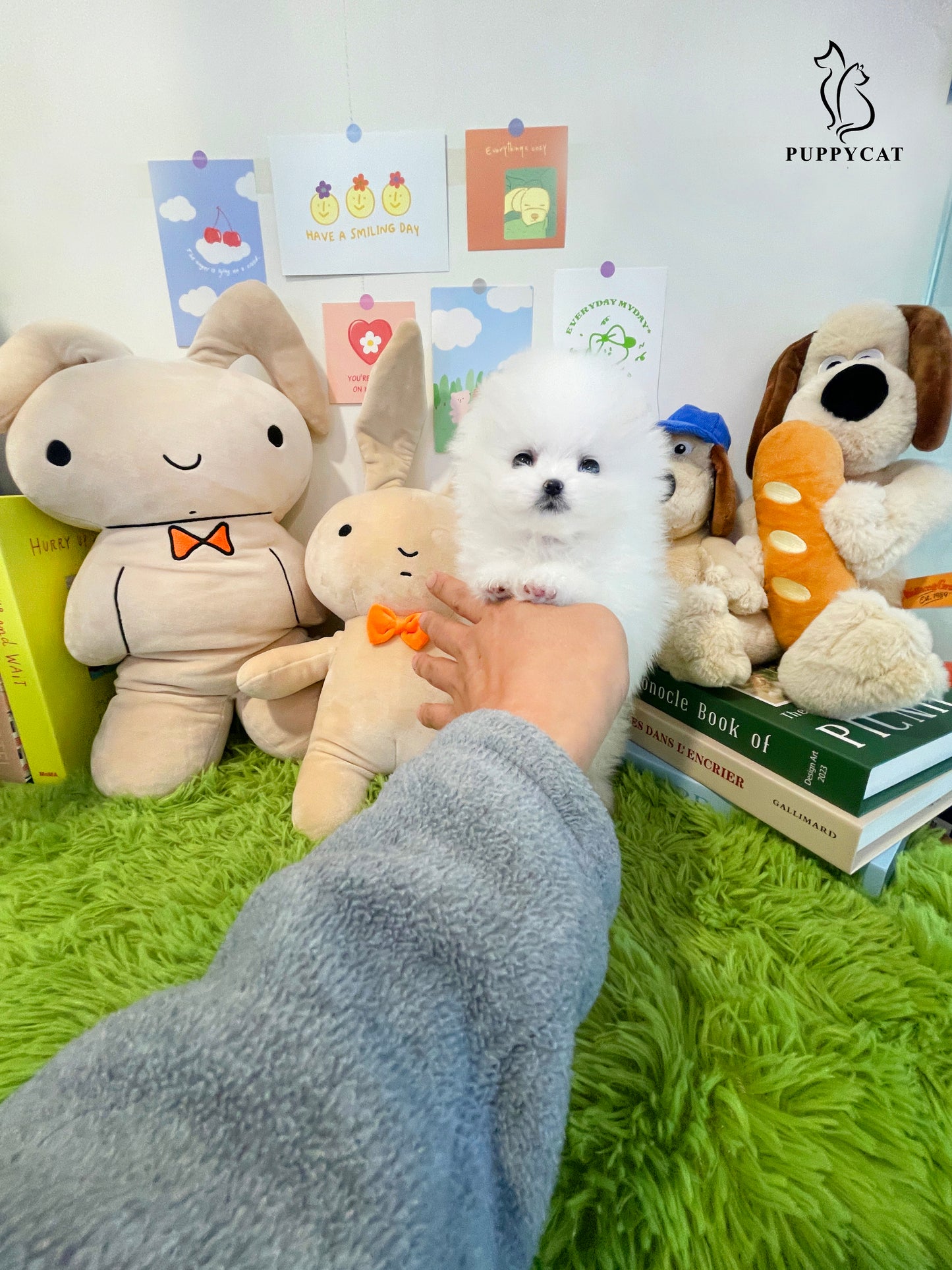 Pomeranian for sale- Tiffany