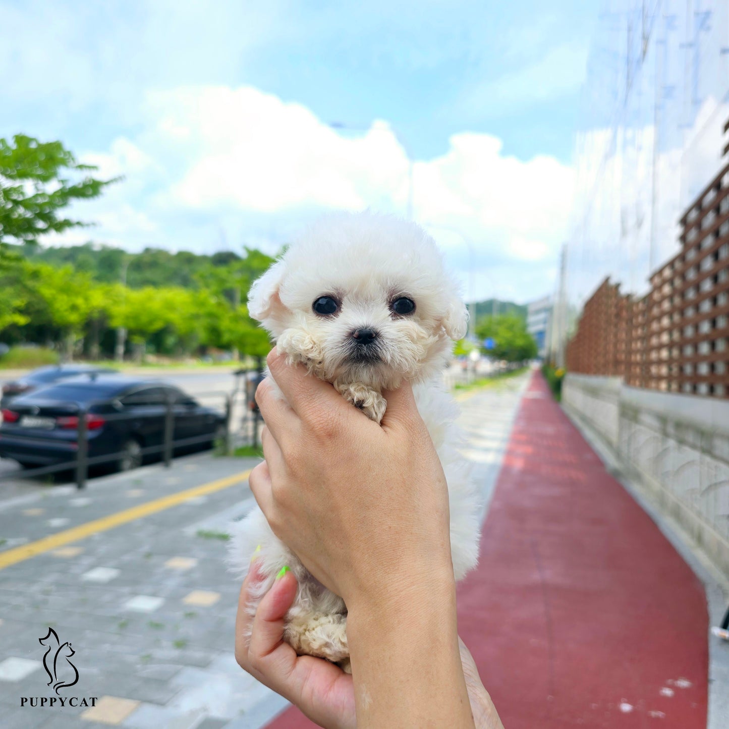 Mini Bichon Frise- Seolki (Singapore shipping fee included)