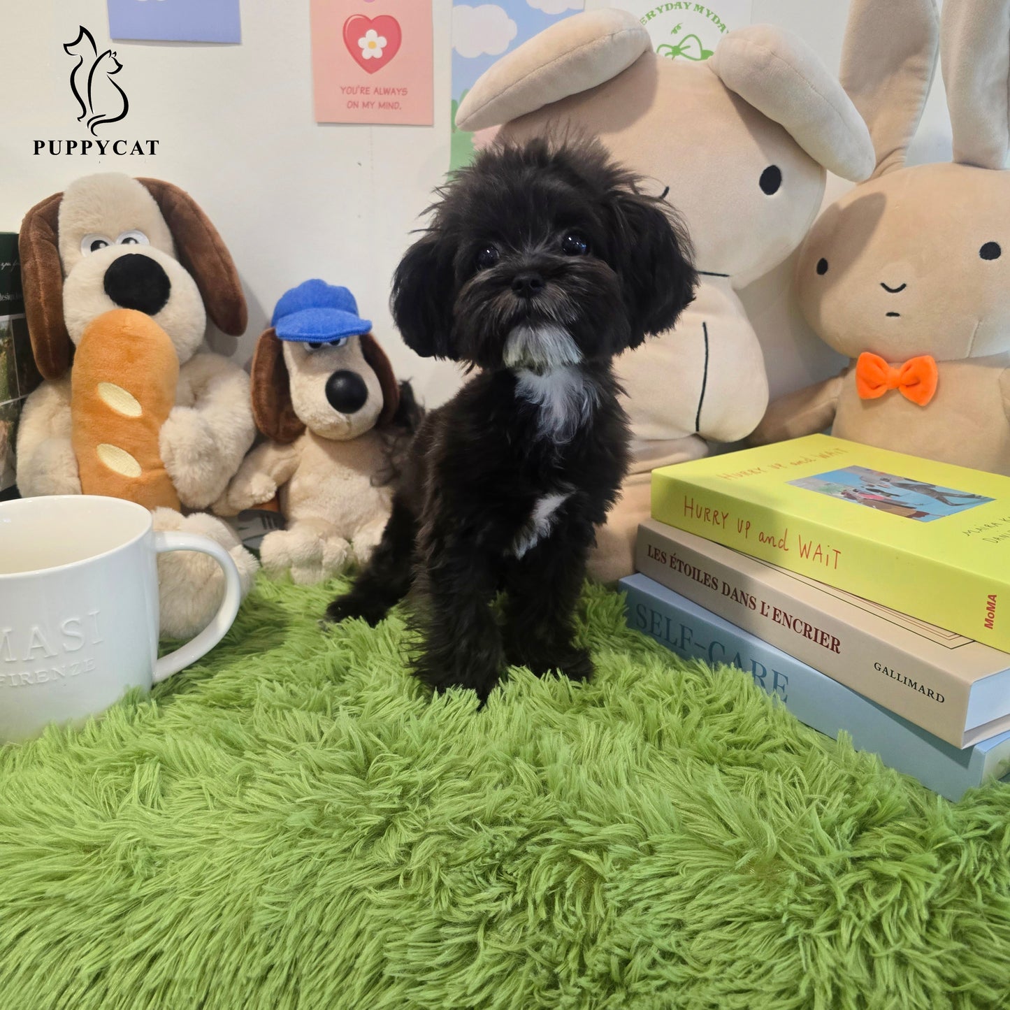 Mini Maltipoo for sale-Burch