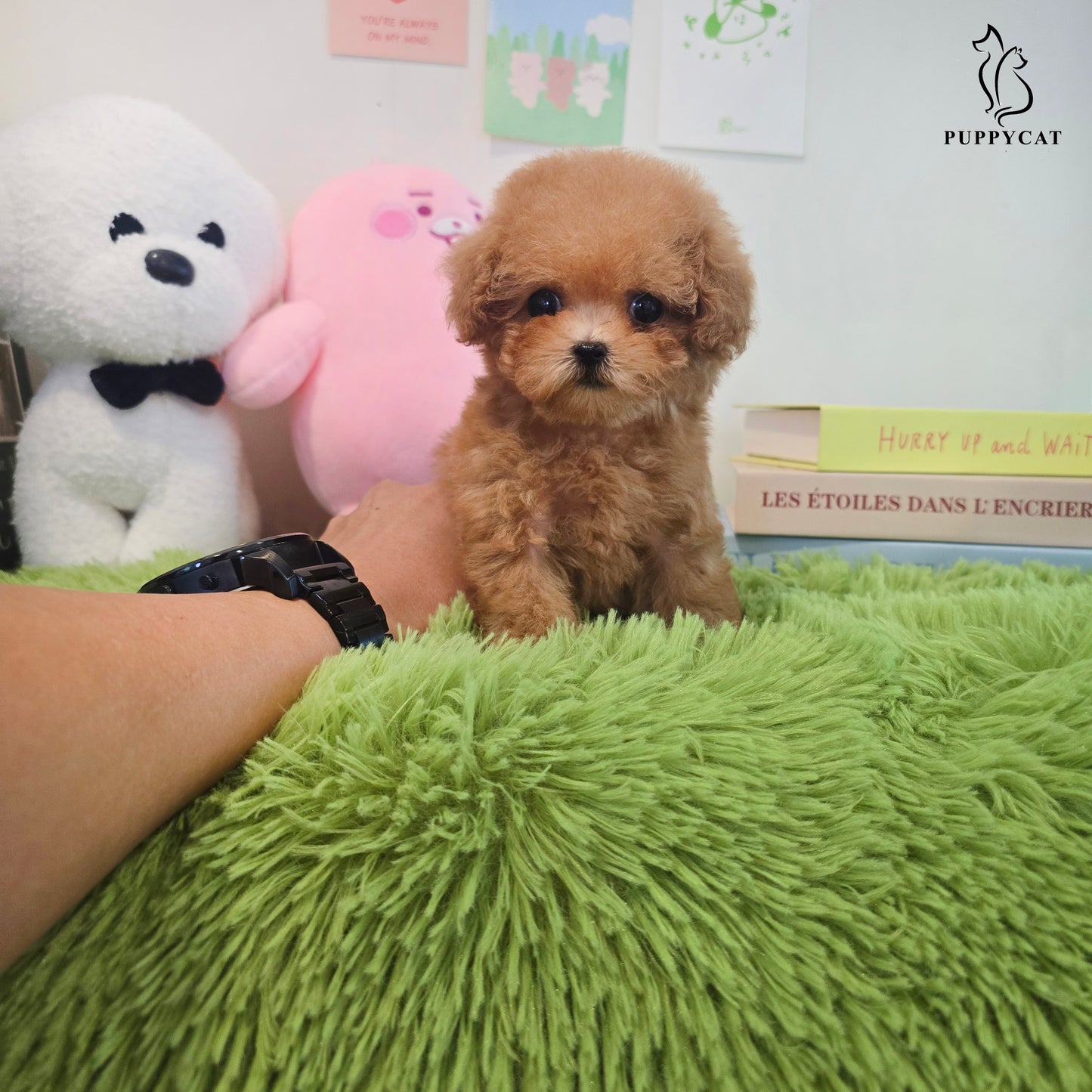 Toy poodle- Venny (Singapore shipping fee included)