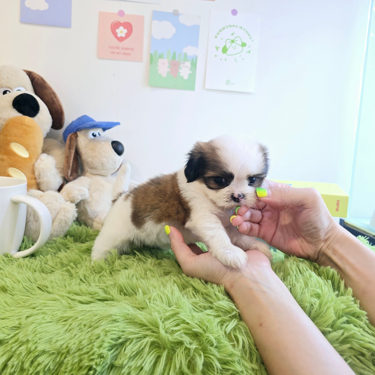 Mini Maltichu for sale-Siroo
