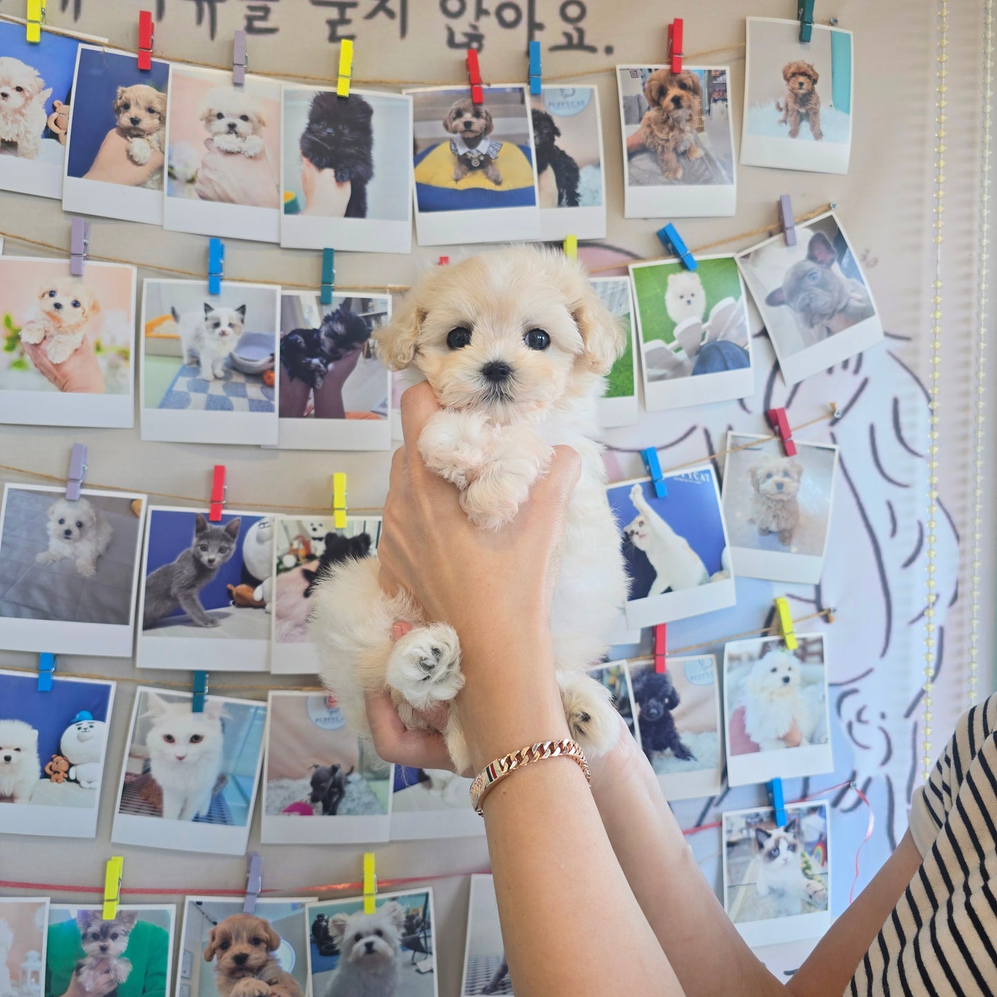 Mini Maltipoo for sale-Puding