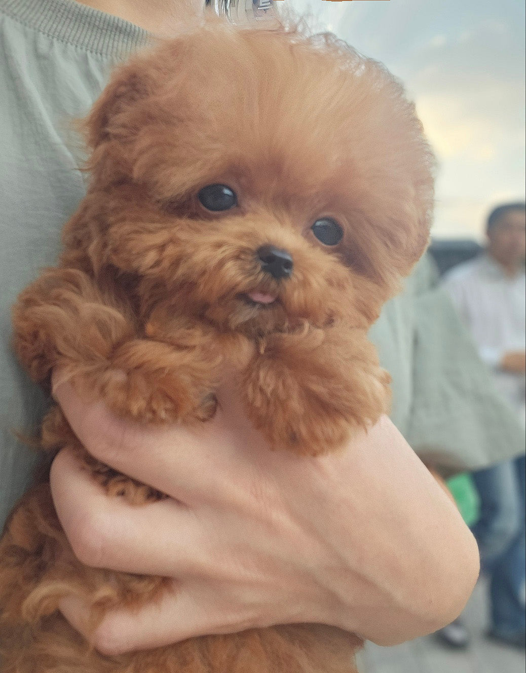 Toy poodle- Toby (Singapore shipping fee included)
