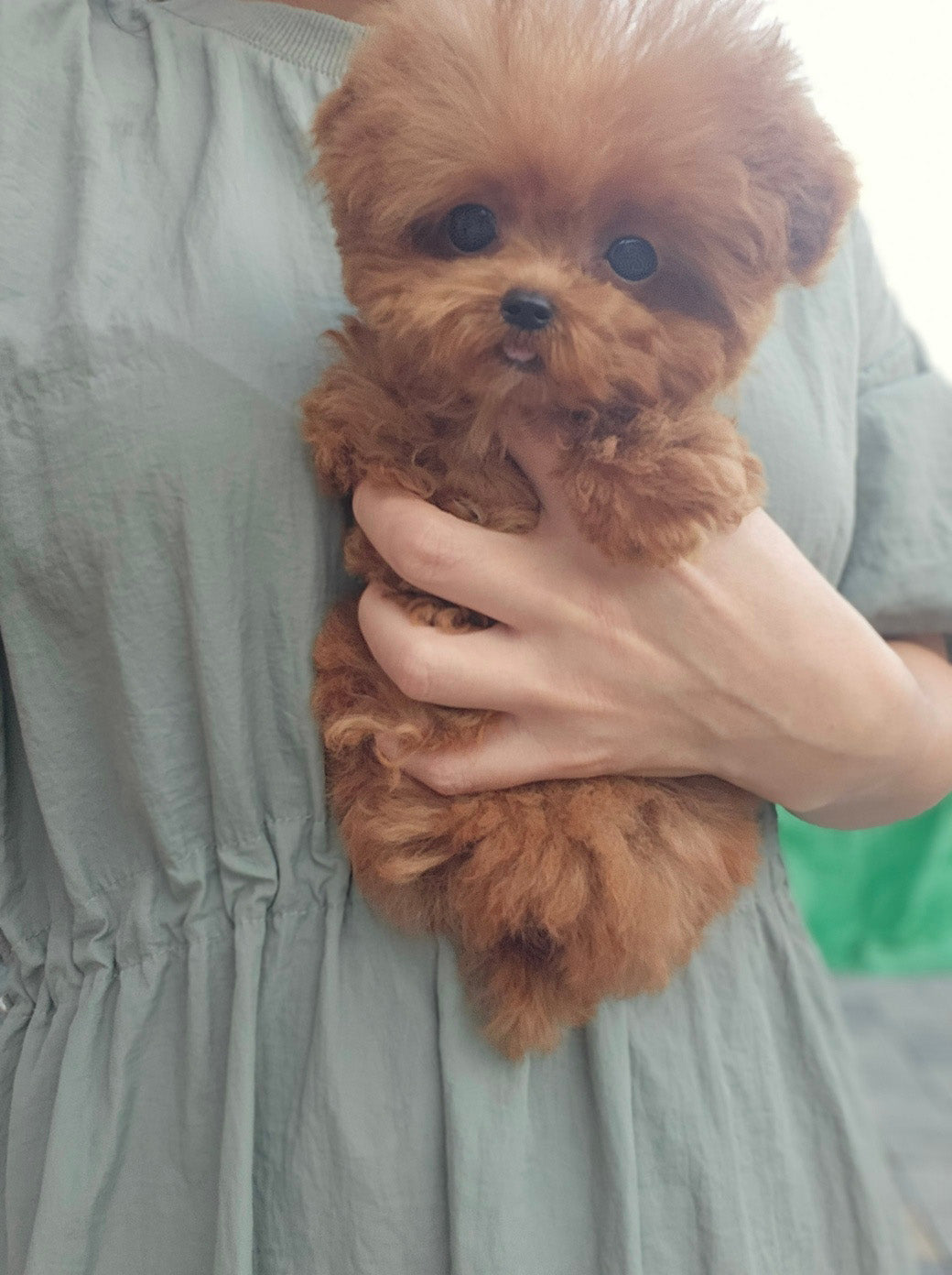 Toy poodle- Toby (Singapore shipping fee included)