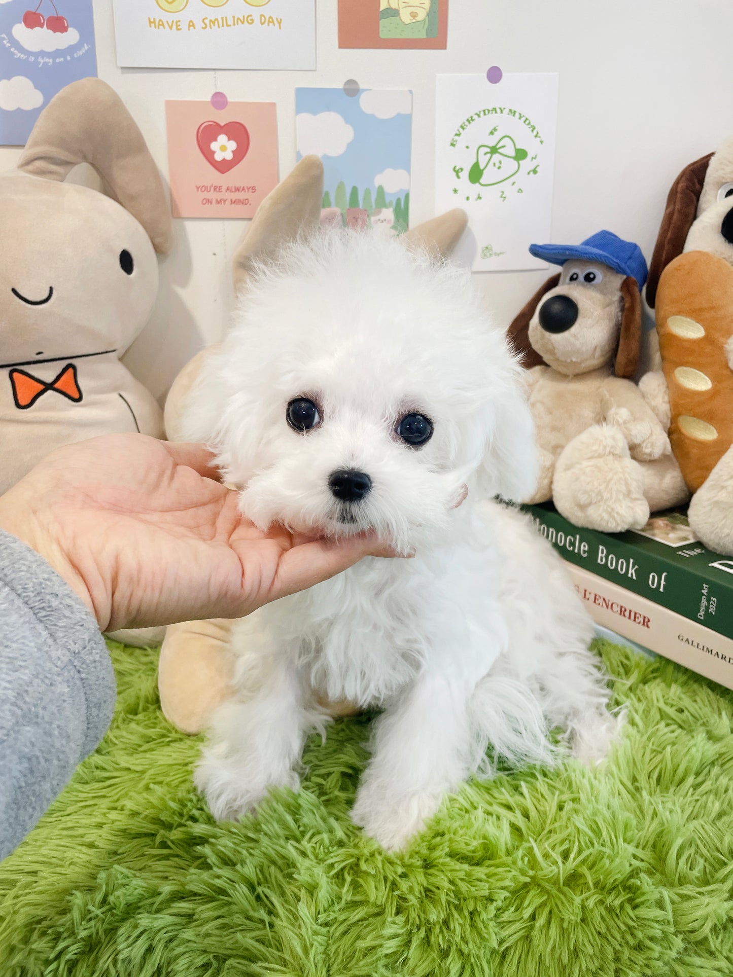 Mini Bichon Frise- PRADA (Singapore shipping fee included)