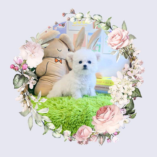 Mini Bichon Frise for sale-Tory