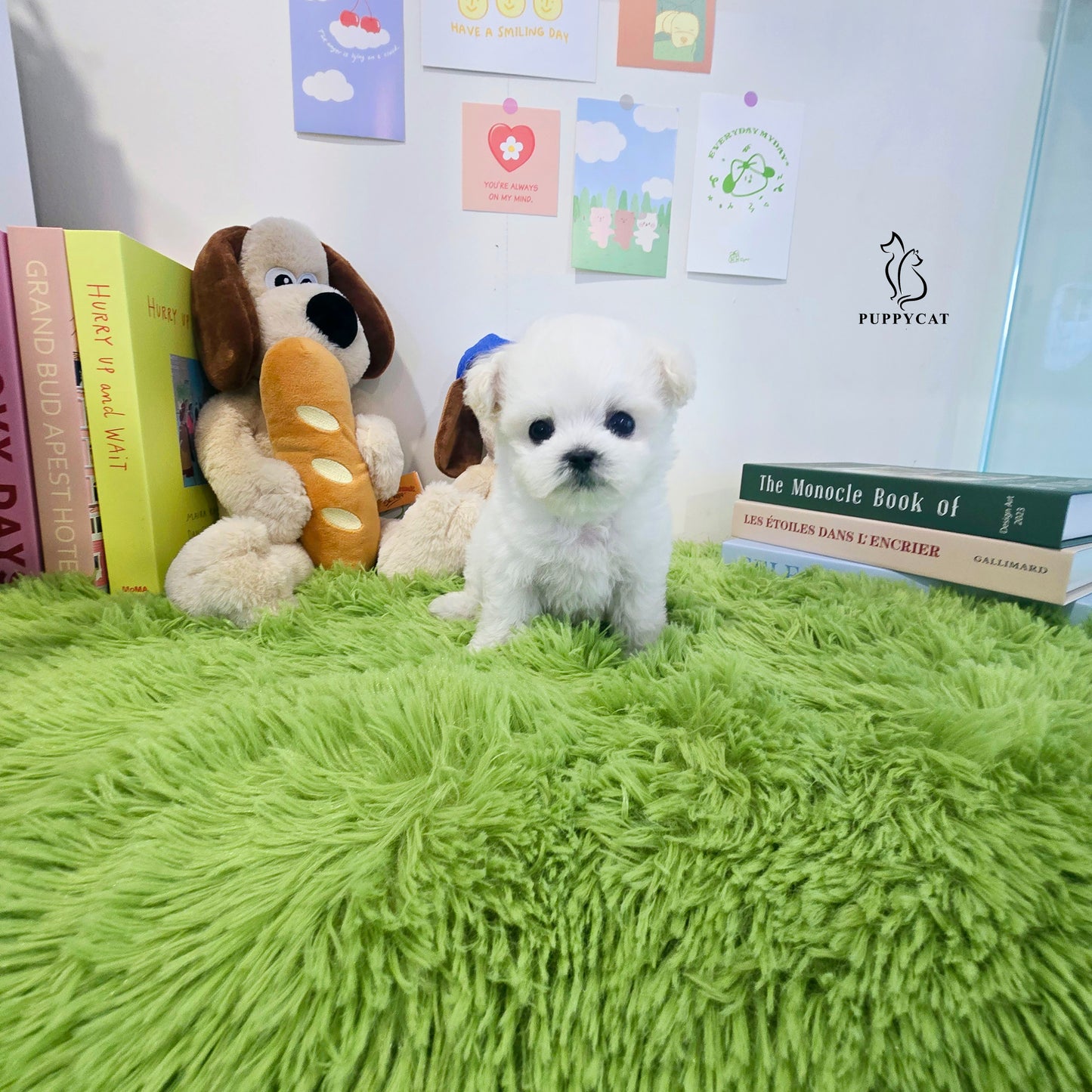 Mini Bichon Frise for sale-Tory