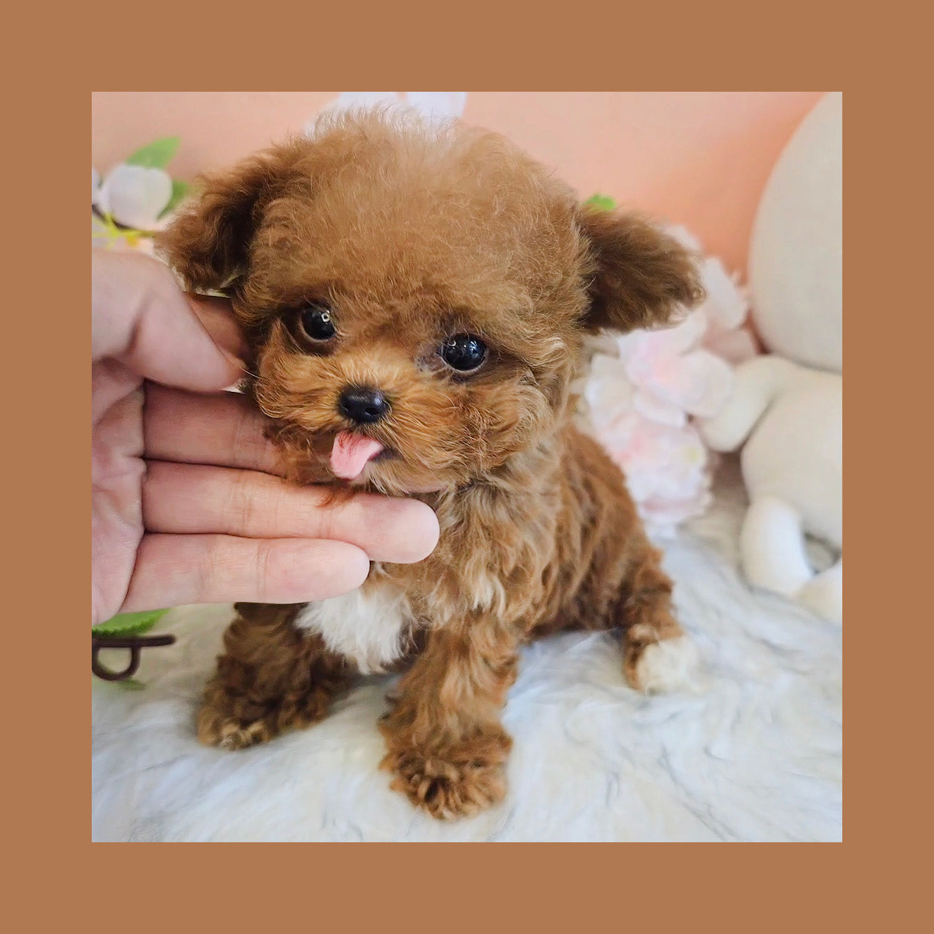 Toy poodle- Toby (Singapore shipping fee included)