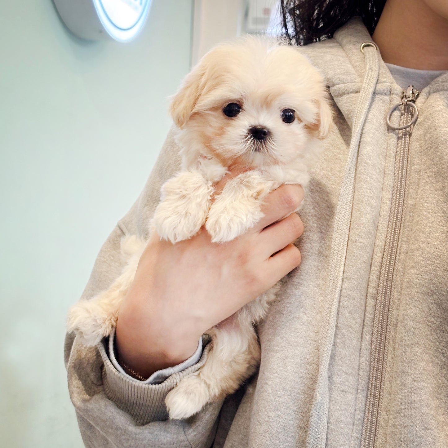 Mini Maltipoo for sale-Burberry