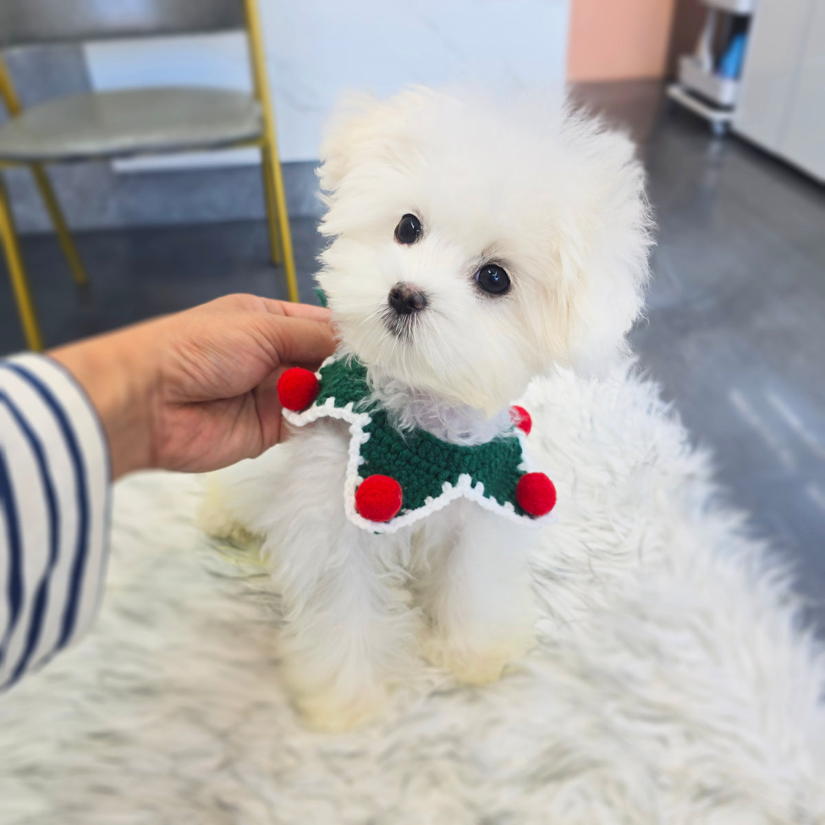 Maltipoo for sale-Gomsun