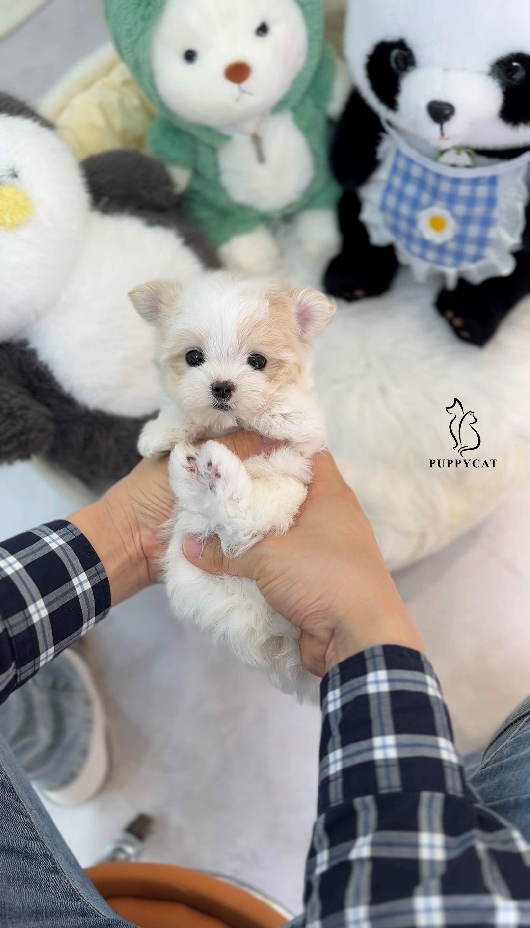 Mini Maltipoo- Jack (Singapore shipping fee included)