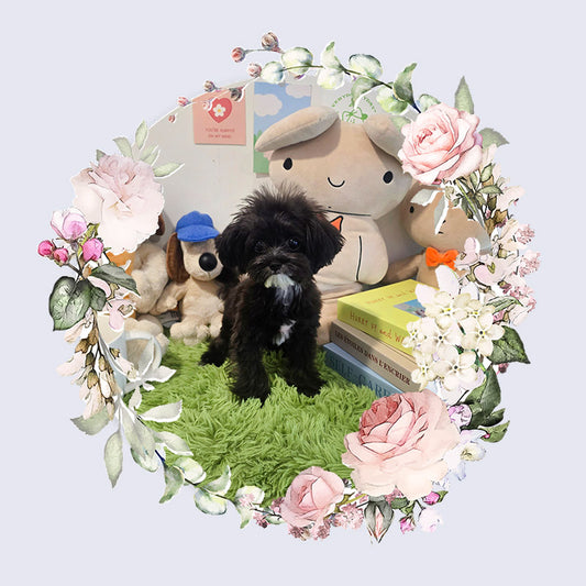 Mini Maltipoo for sale-Burch