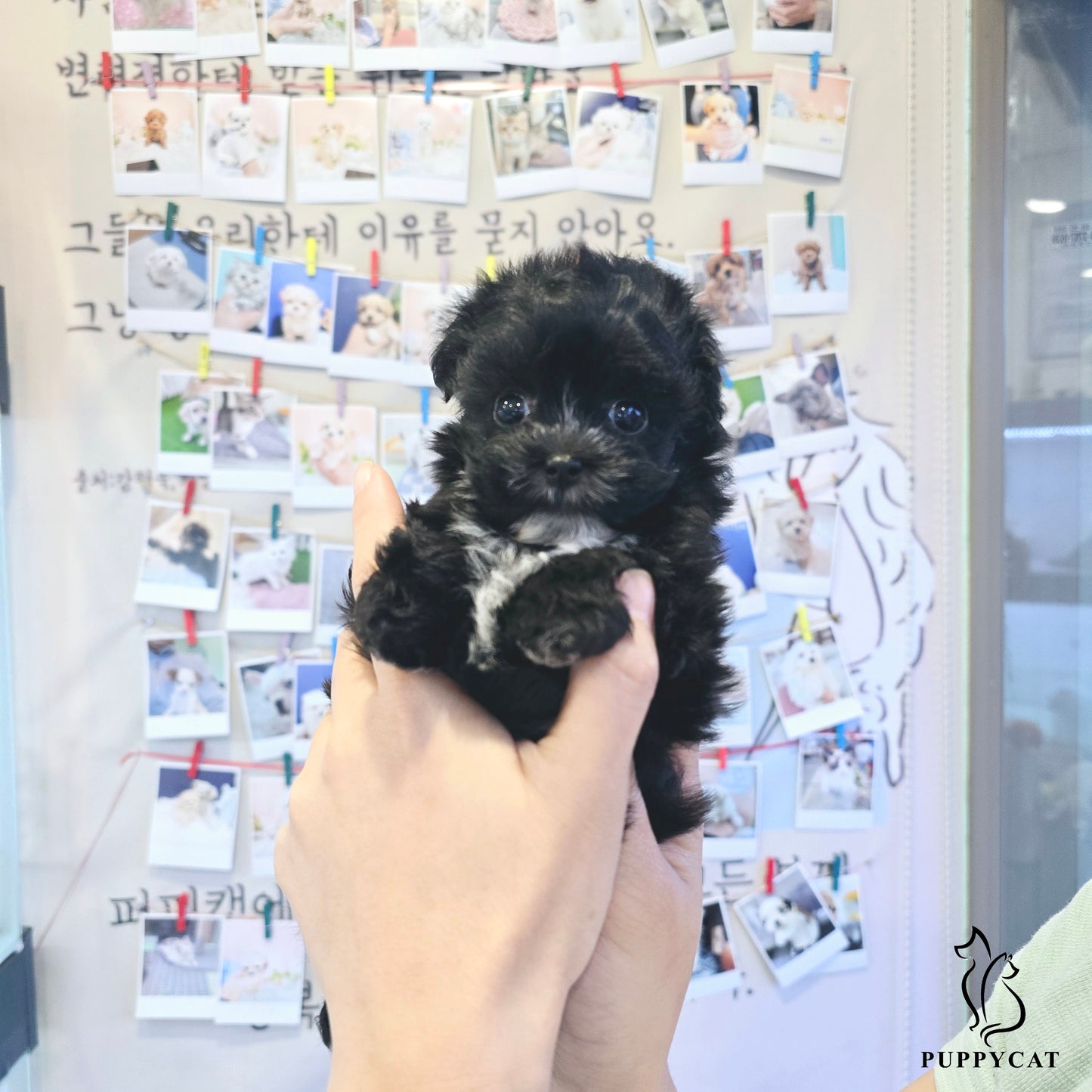 Mini Maltipoo for sale-Burch