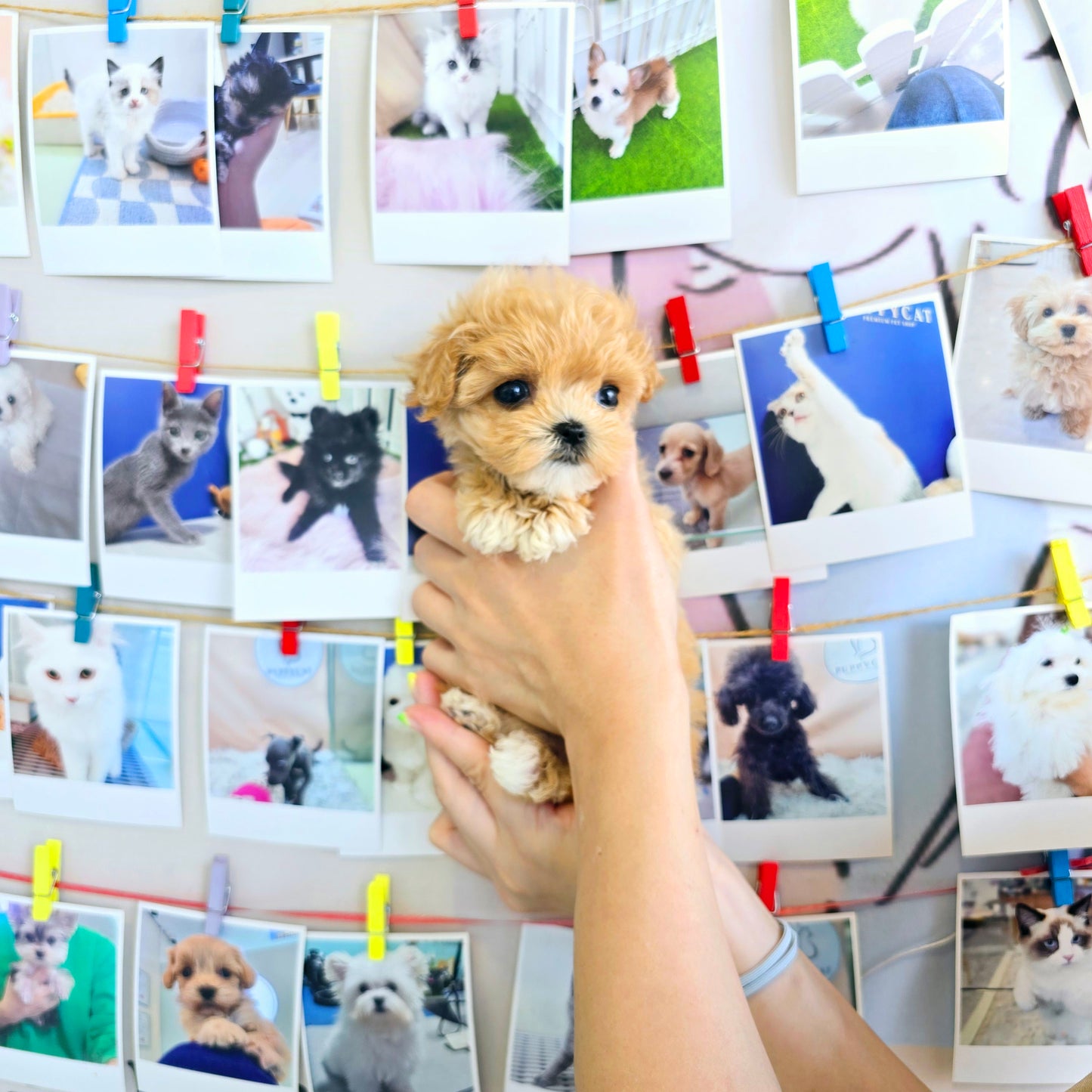 Mini Maltipoo for sale-Kiss