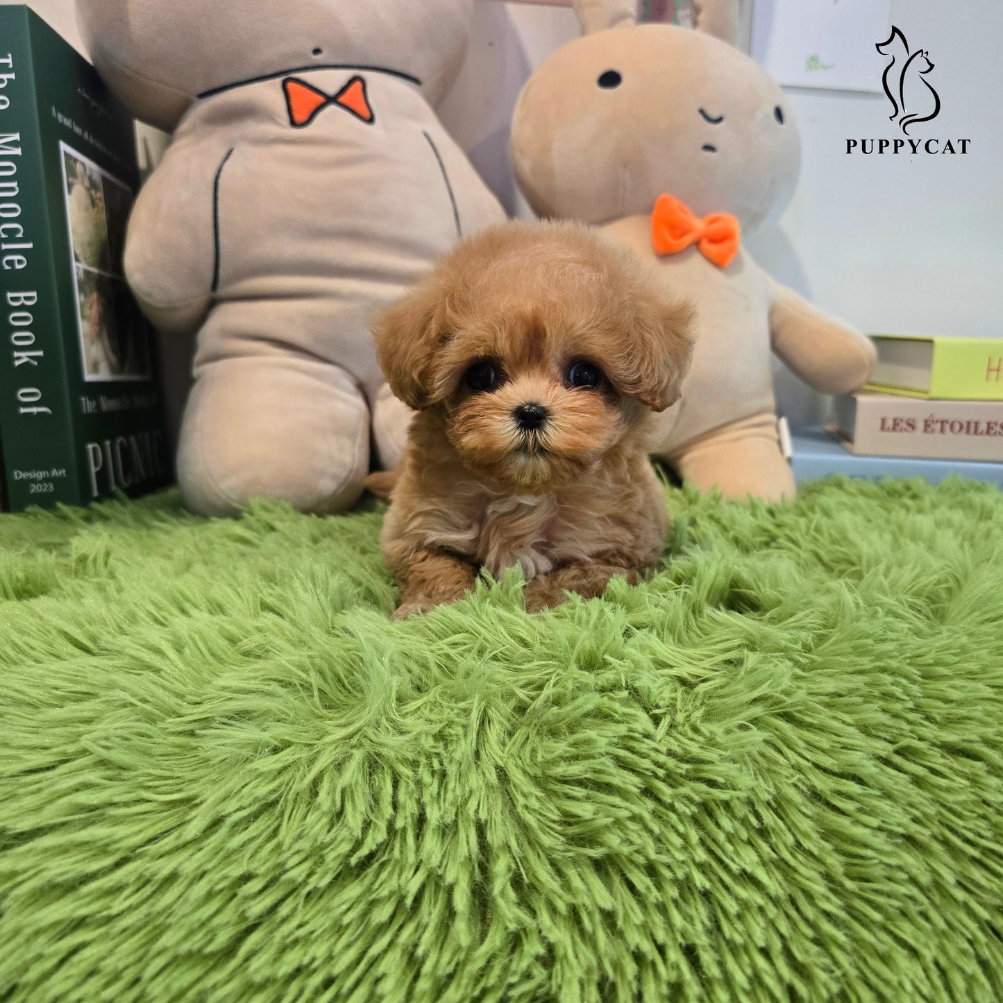 Mini Maltipoo- Kkomi (Singapore shipping fee included)