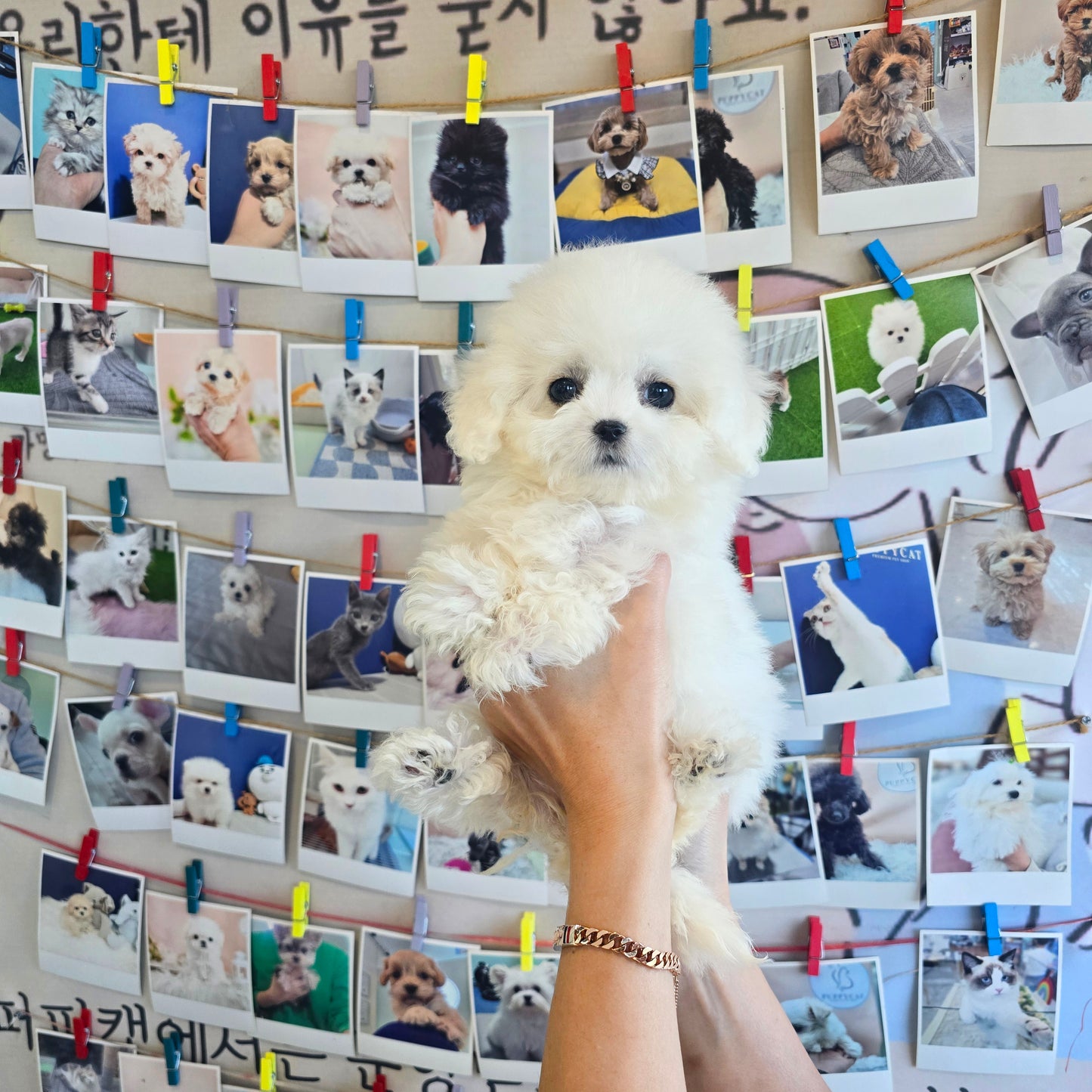 Mini Bichon Frise for sale-Seolki