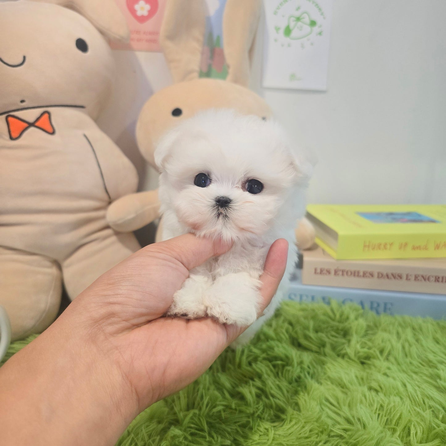 Mini Maltese- Rooney (Singapore shipping fee included)