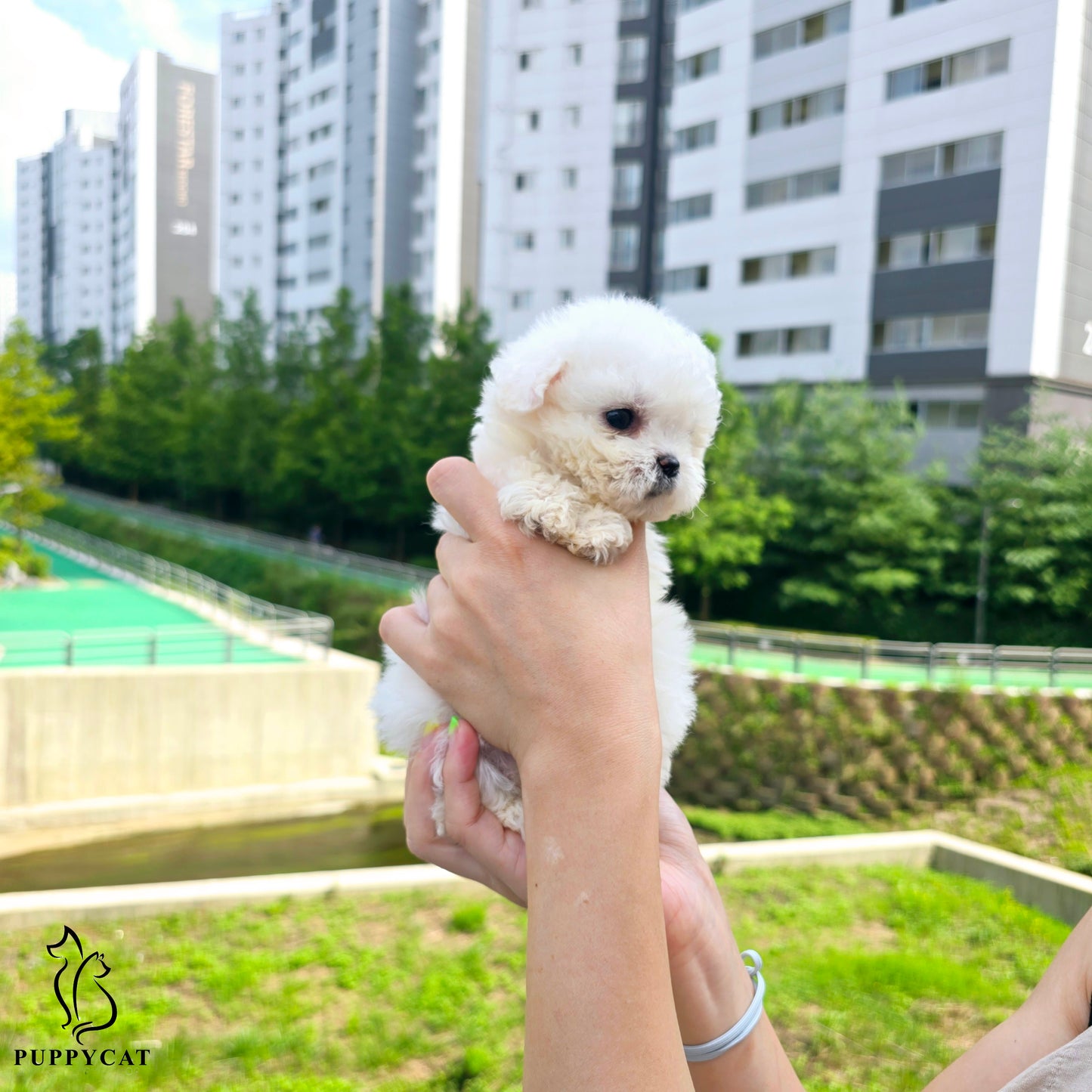 Mini Bichon Frise for sale-Seolki