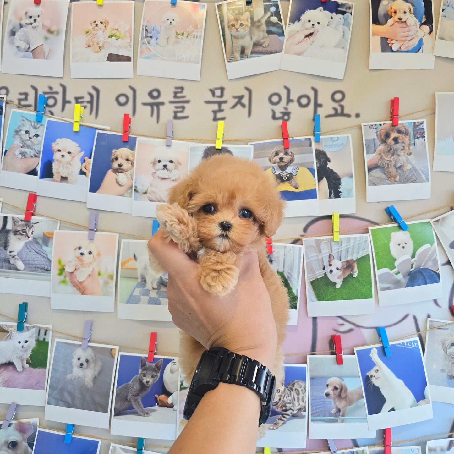 Mini Maltipoo for sale-Kkomi
