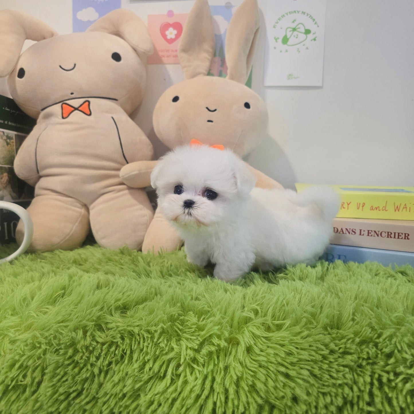 Mini Maltese- Rooney (Singapore shipping fee included)