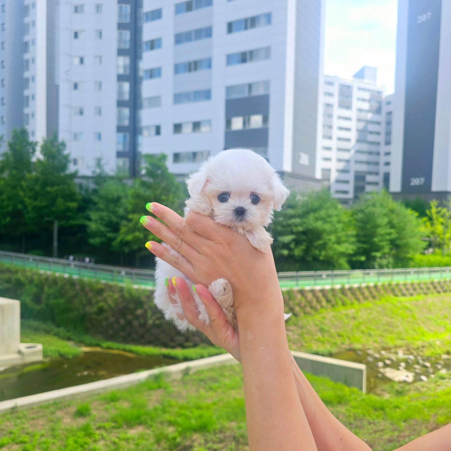 Mini Maltese for sale - Karina