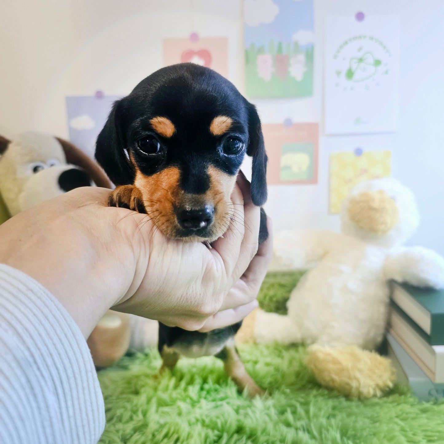 Dachshund- Kammy (Singapore shipping fee included)