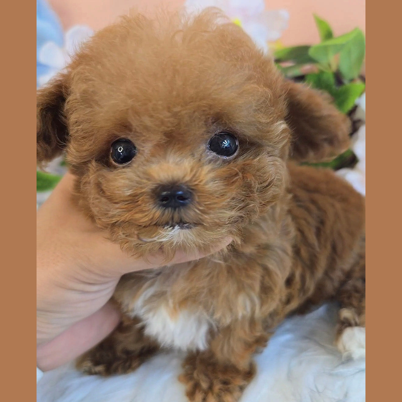 Toy poodle- Toby (Singapore shipping fee included)
