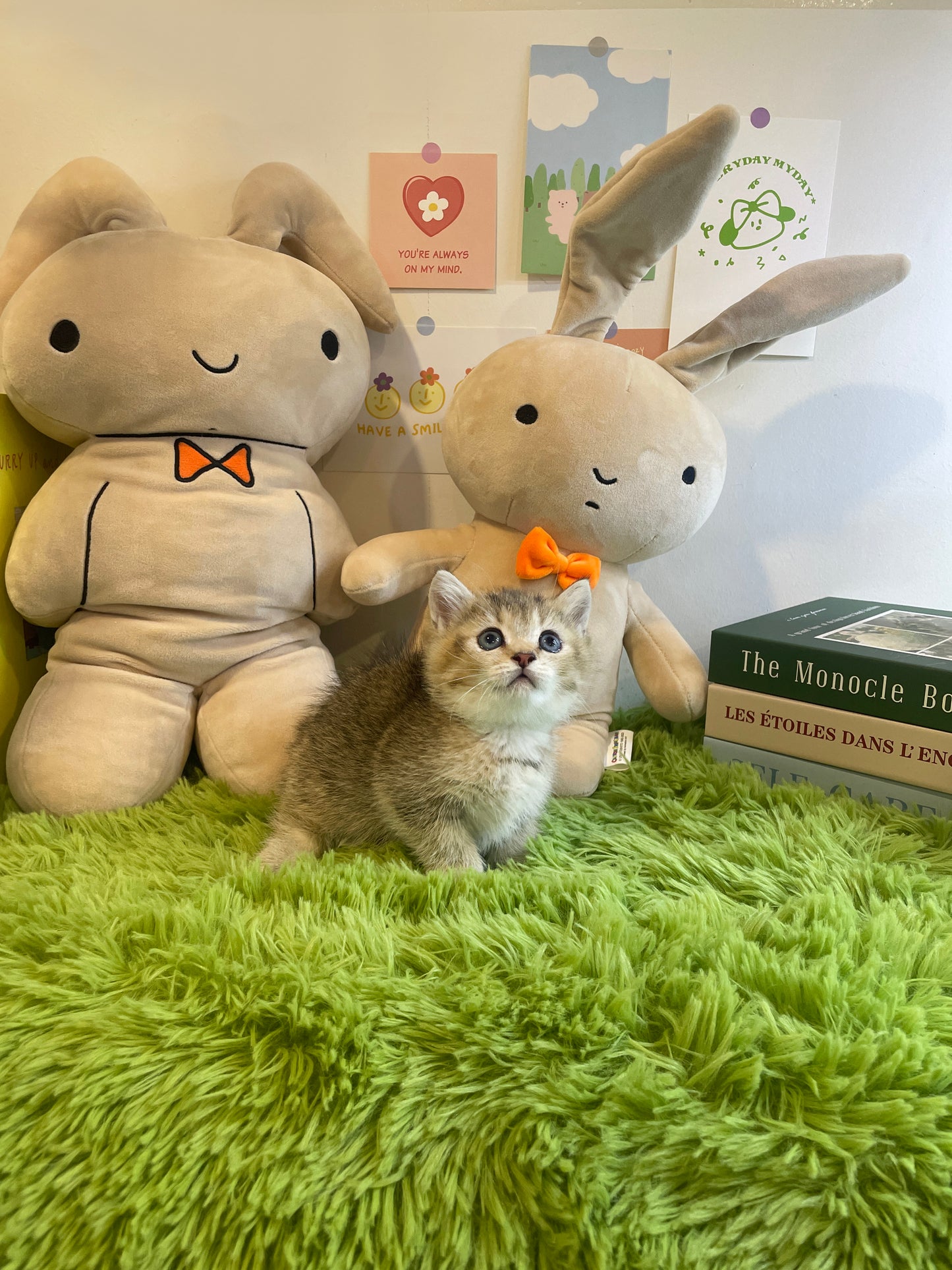 Munchkin Cat for sale-Gucci
