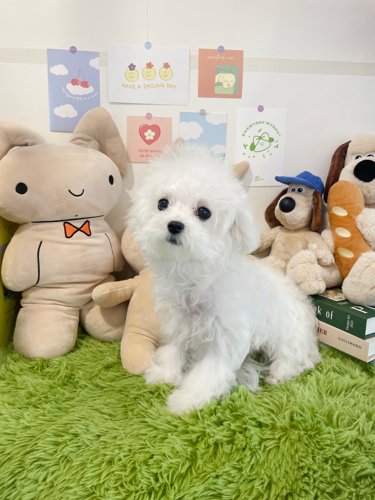 Mini Bichon Frise- PRADA (Singapore shipping fee included)