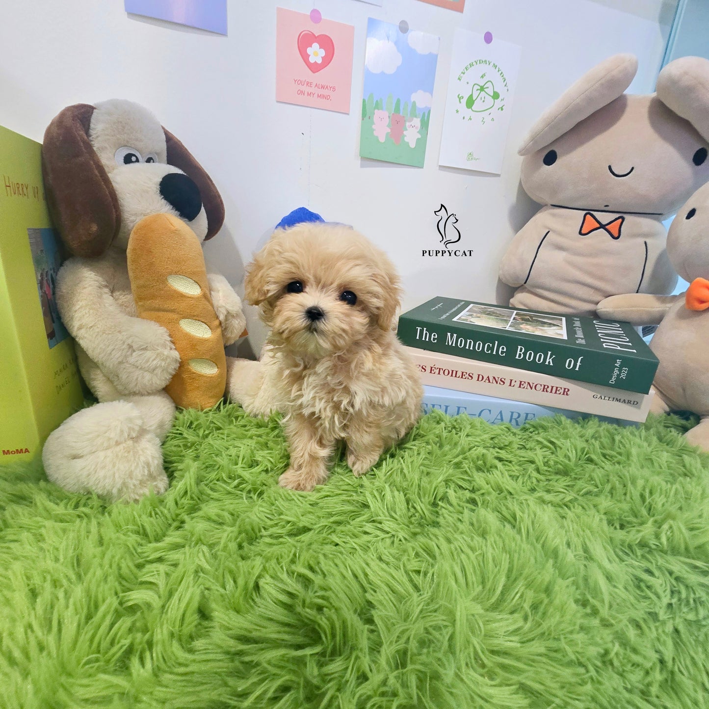 Mini Maltipoo for sale-Hera