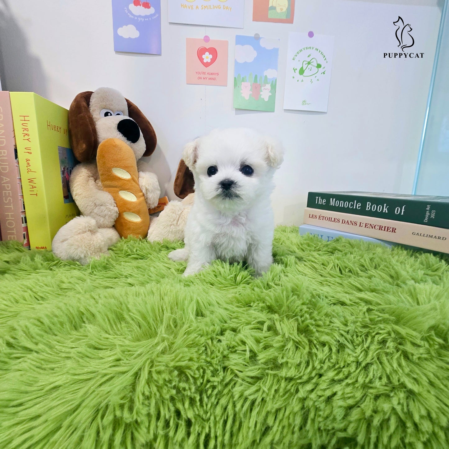 Mini Bichon Frise for sale-Tory