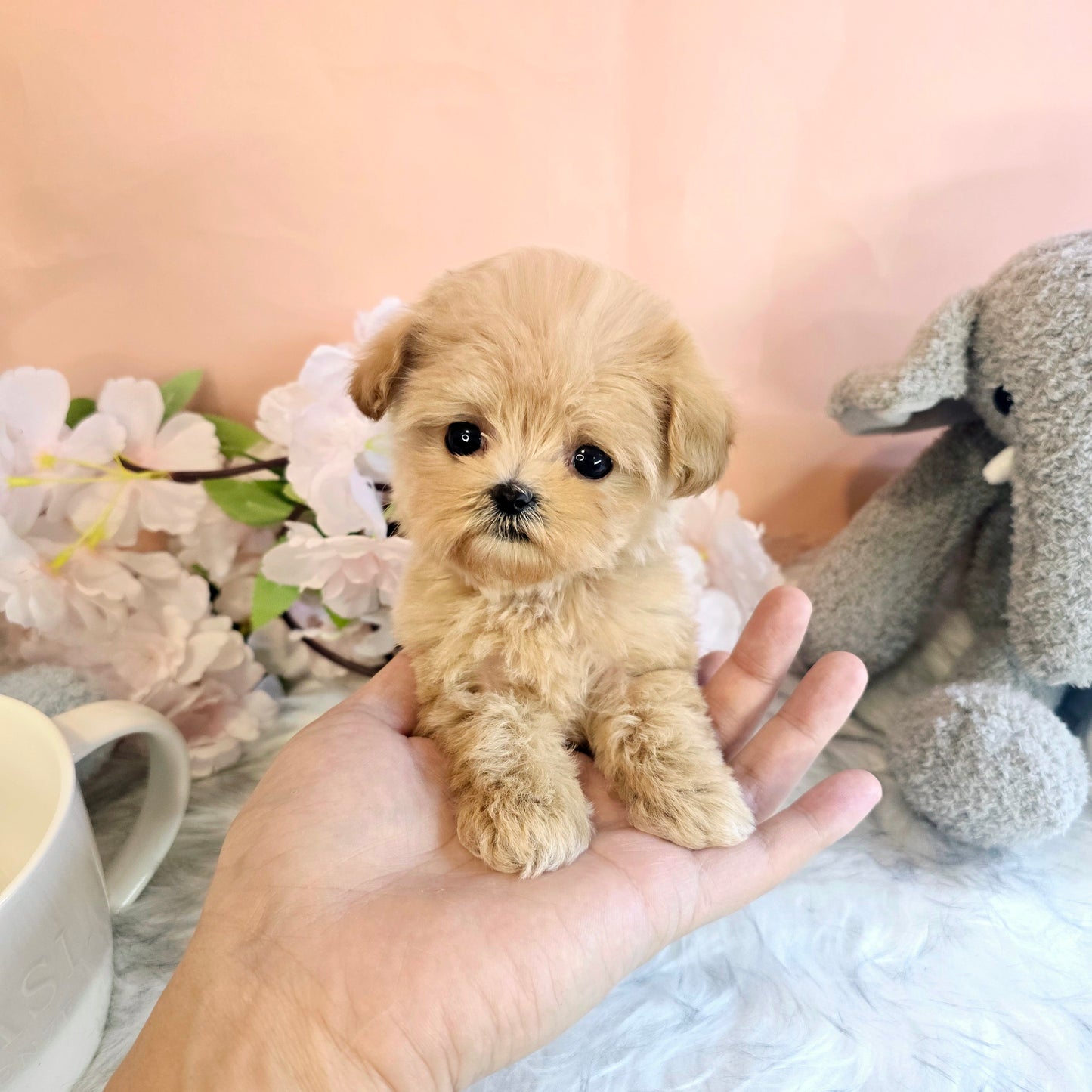 Mini Maltipoo- Mia(Singapore shipping fee included)