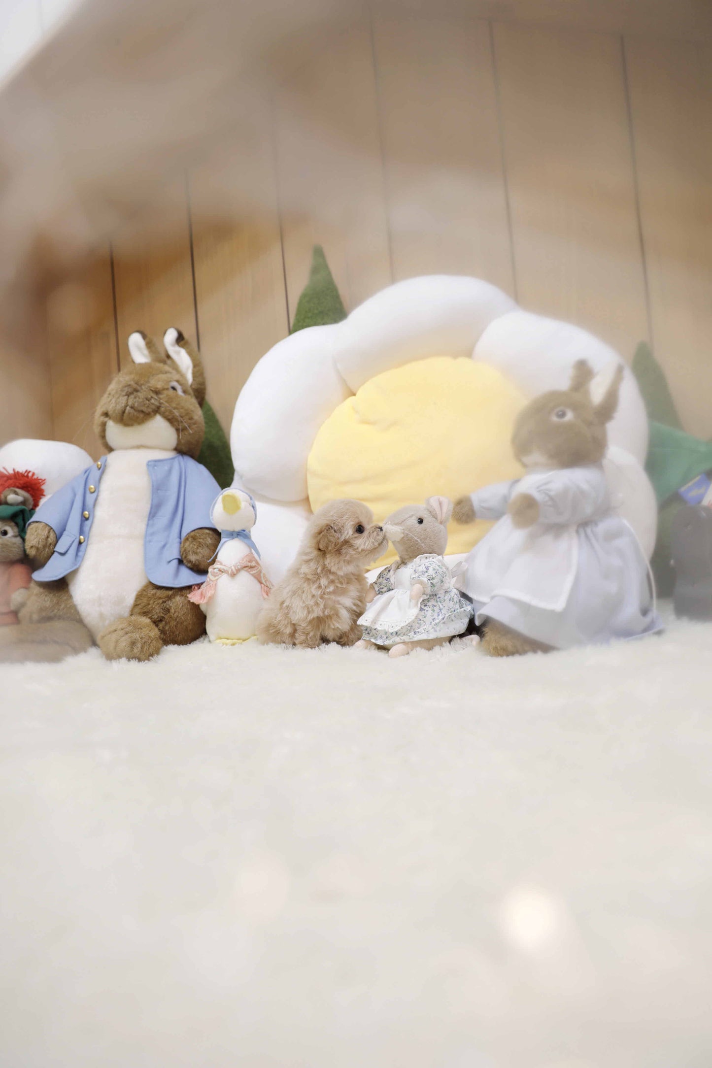 Mini Maltipoo-Nilah (Singapore shipping fee included)