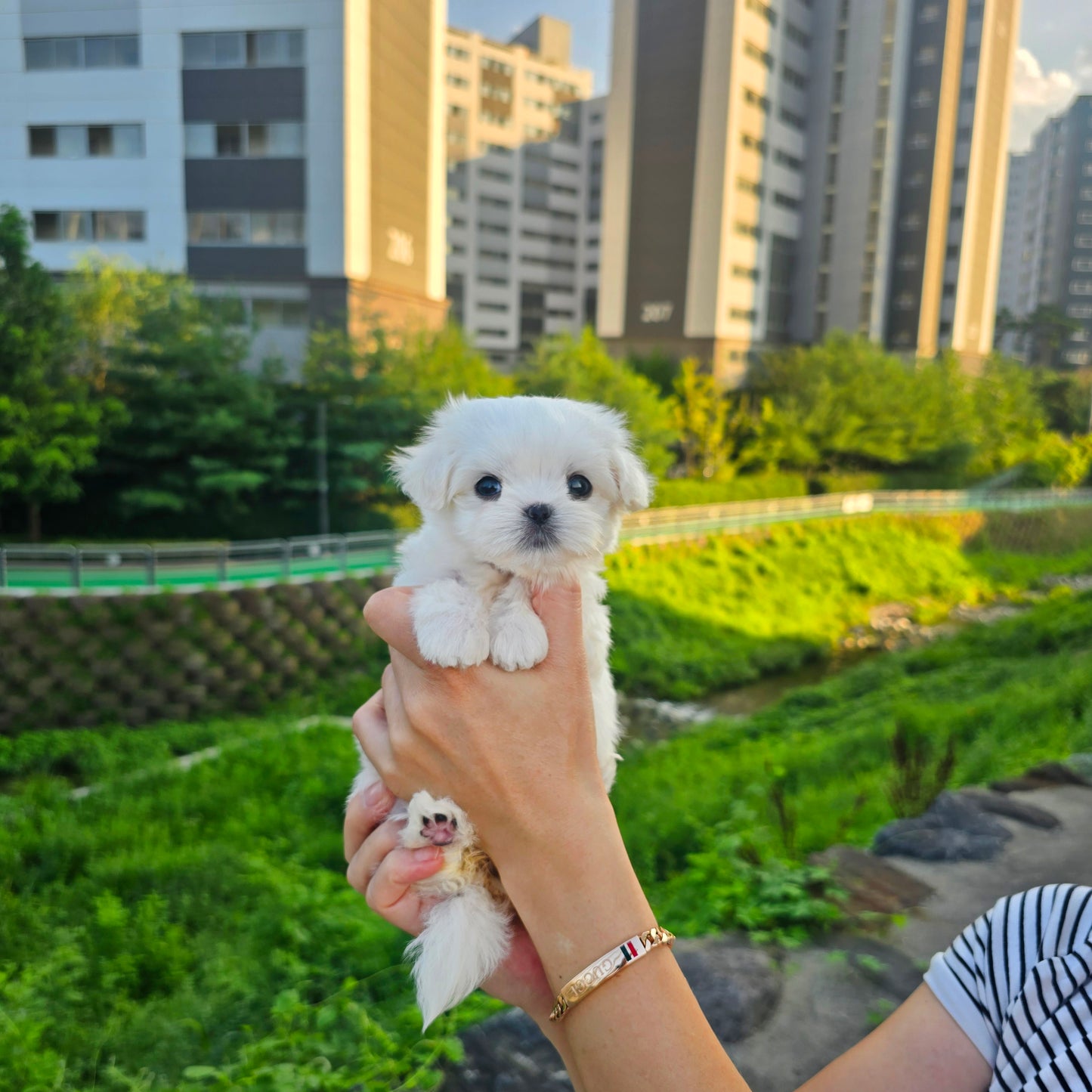 Mini Maltese for sale - Yomi