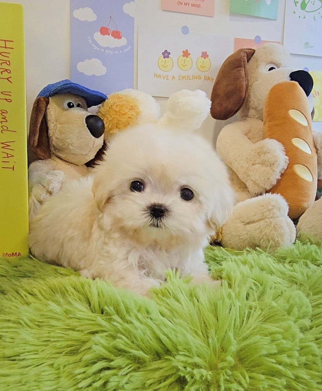 Mini Maltipoo for sale-Burberry