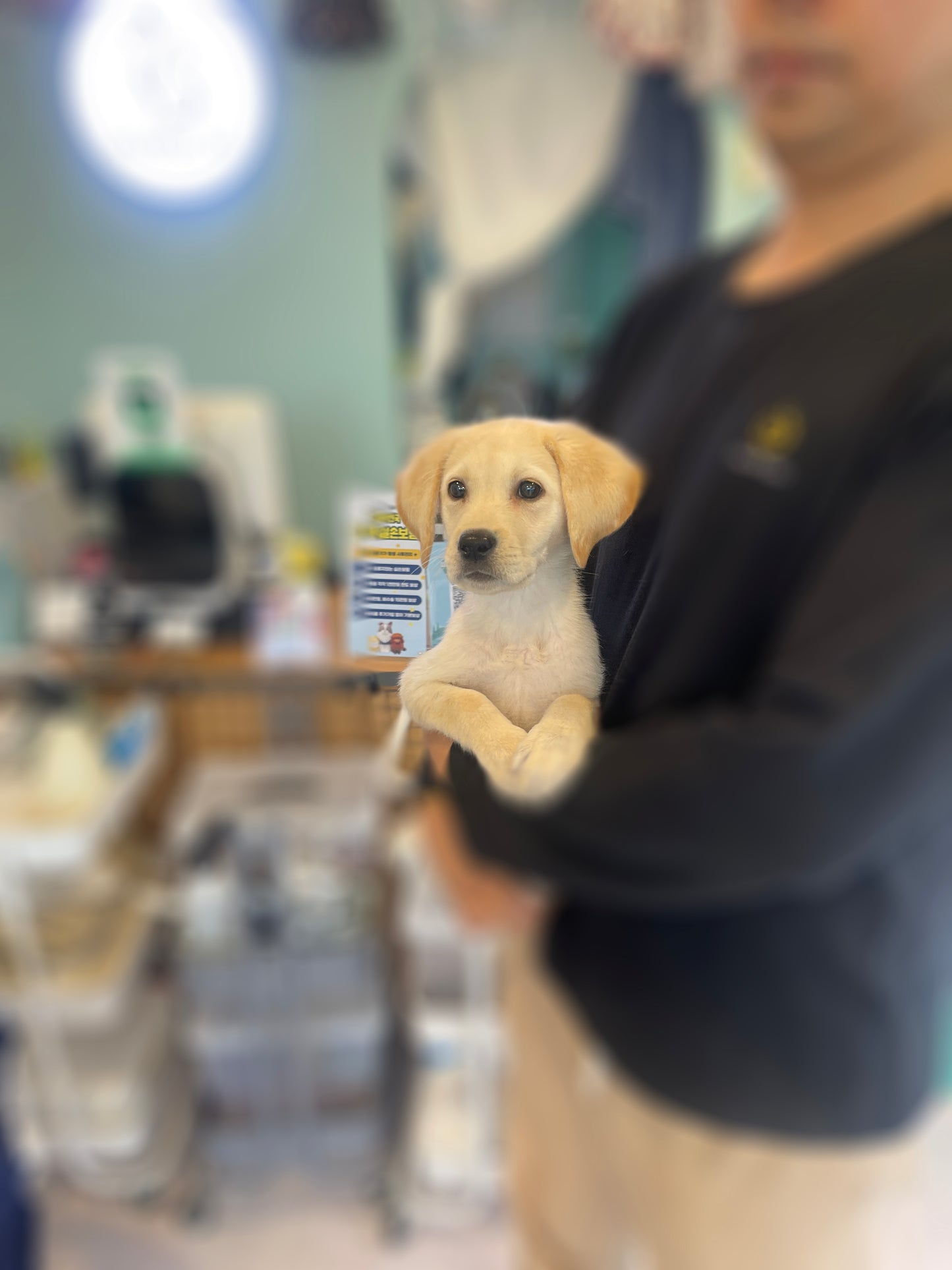 Retriever- Mungchi (Singapore shipping fee included)