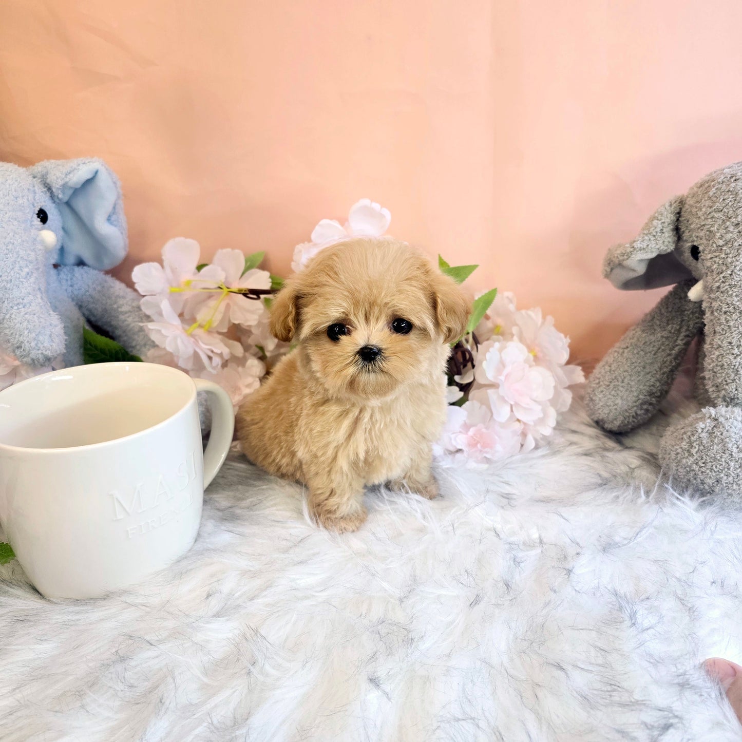 Mini Maltipoo- Mia(Singapore shipping fee included)