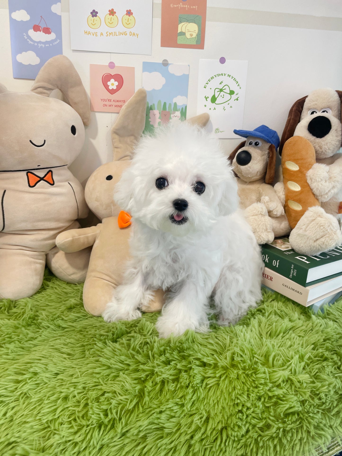 Mini Bichon Frise- PRADA (Singapore shipping fee included)