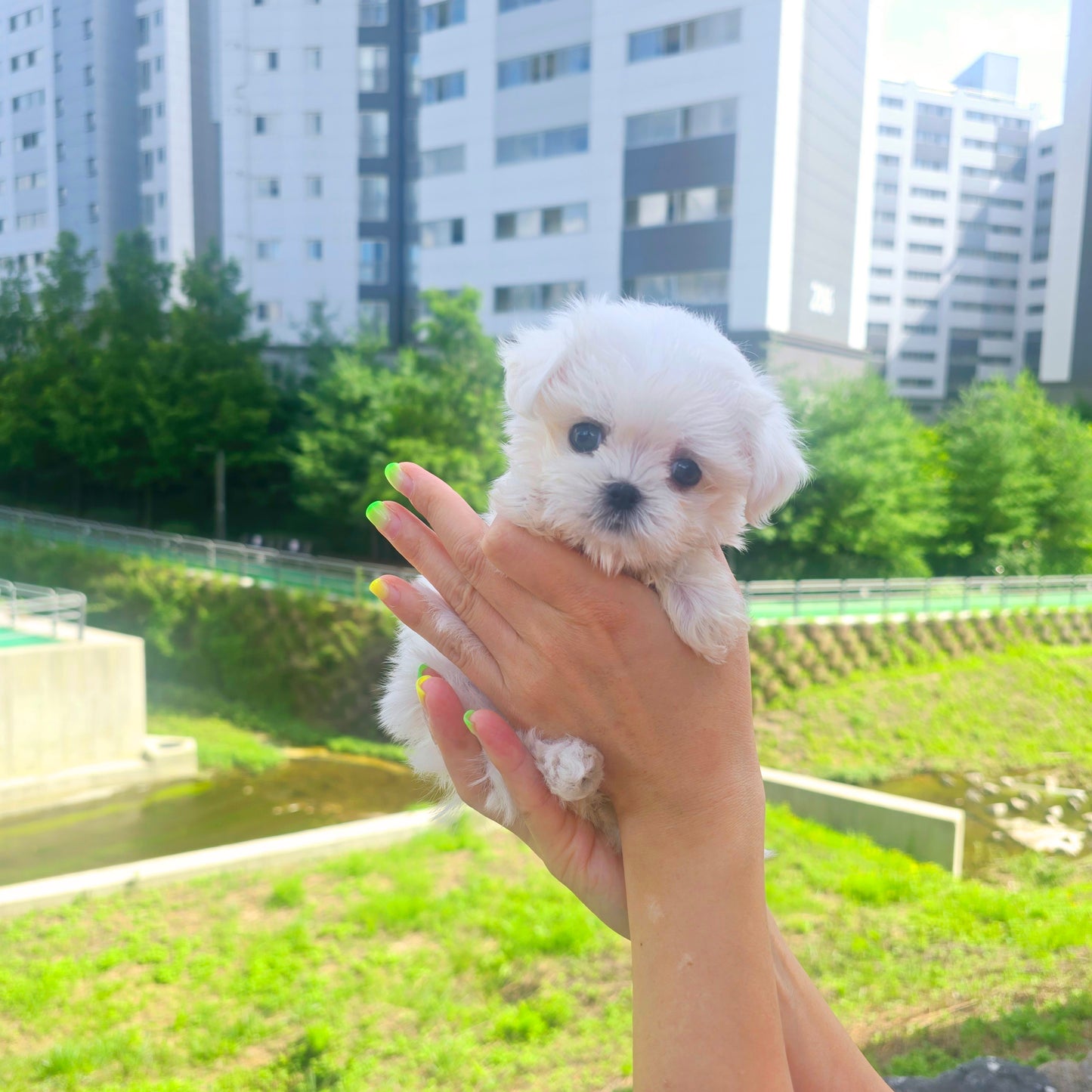 Mini Maltese for sale - Karina