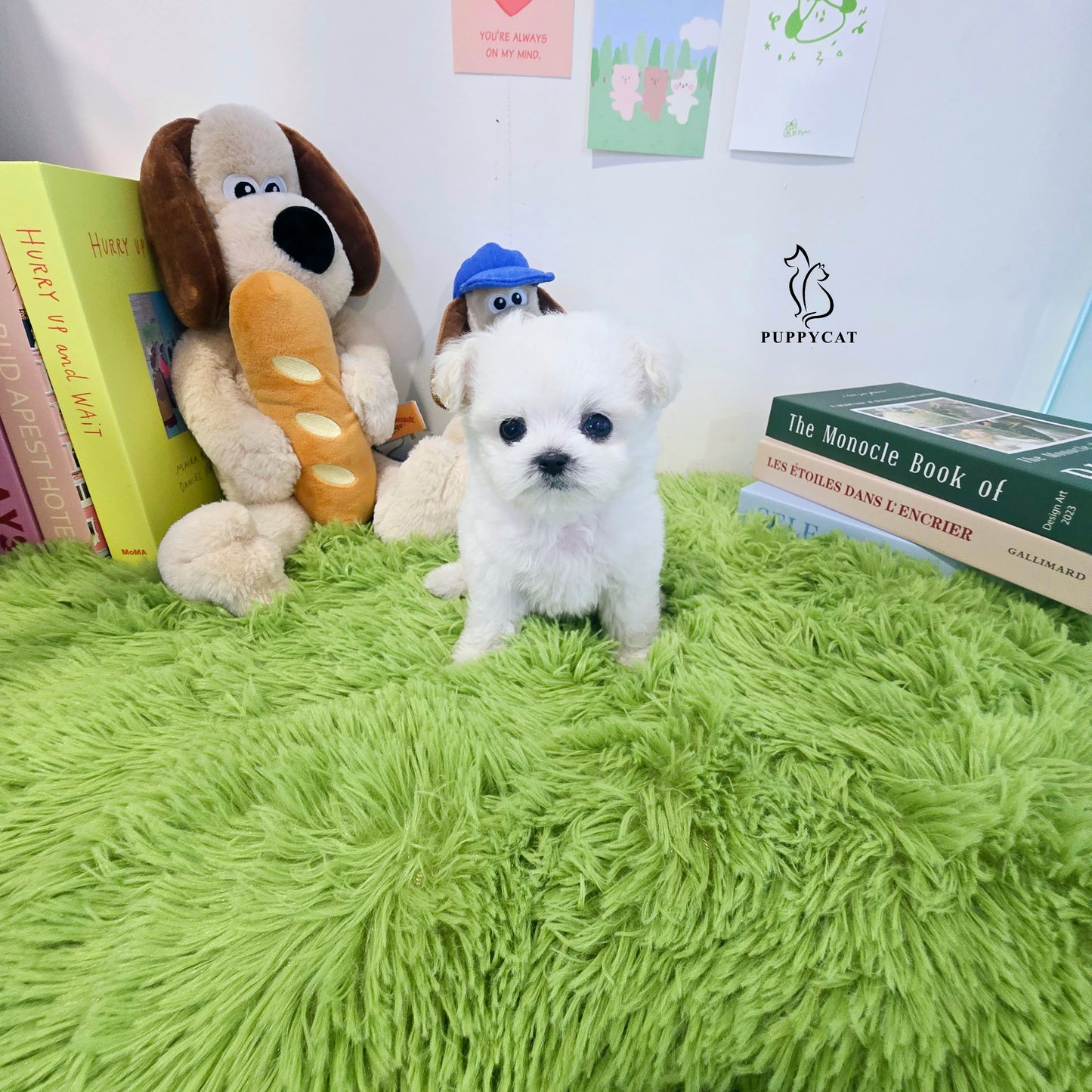 Mini Bichon Frise for sale-Tory