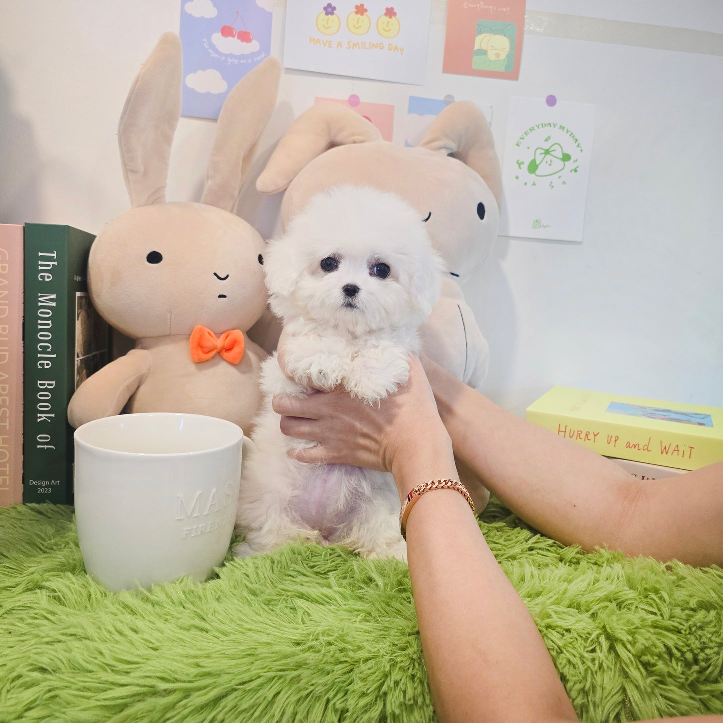 Mini Bichon Frise for sale-Seolki