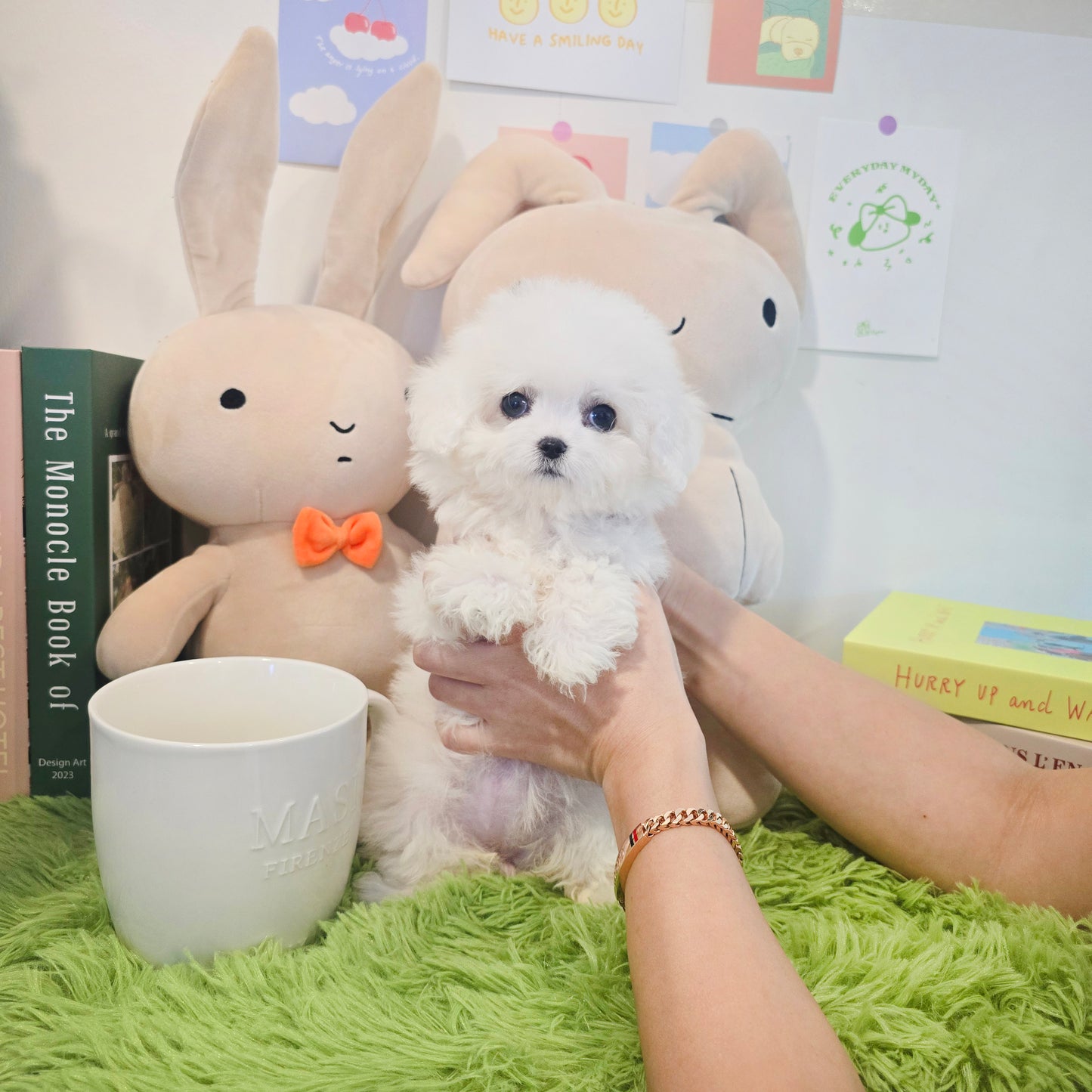 Mini Bichon Frise for sale-Seolki