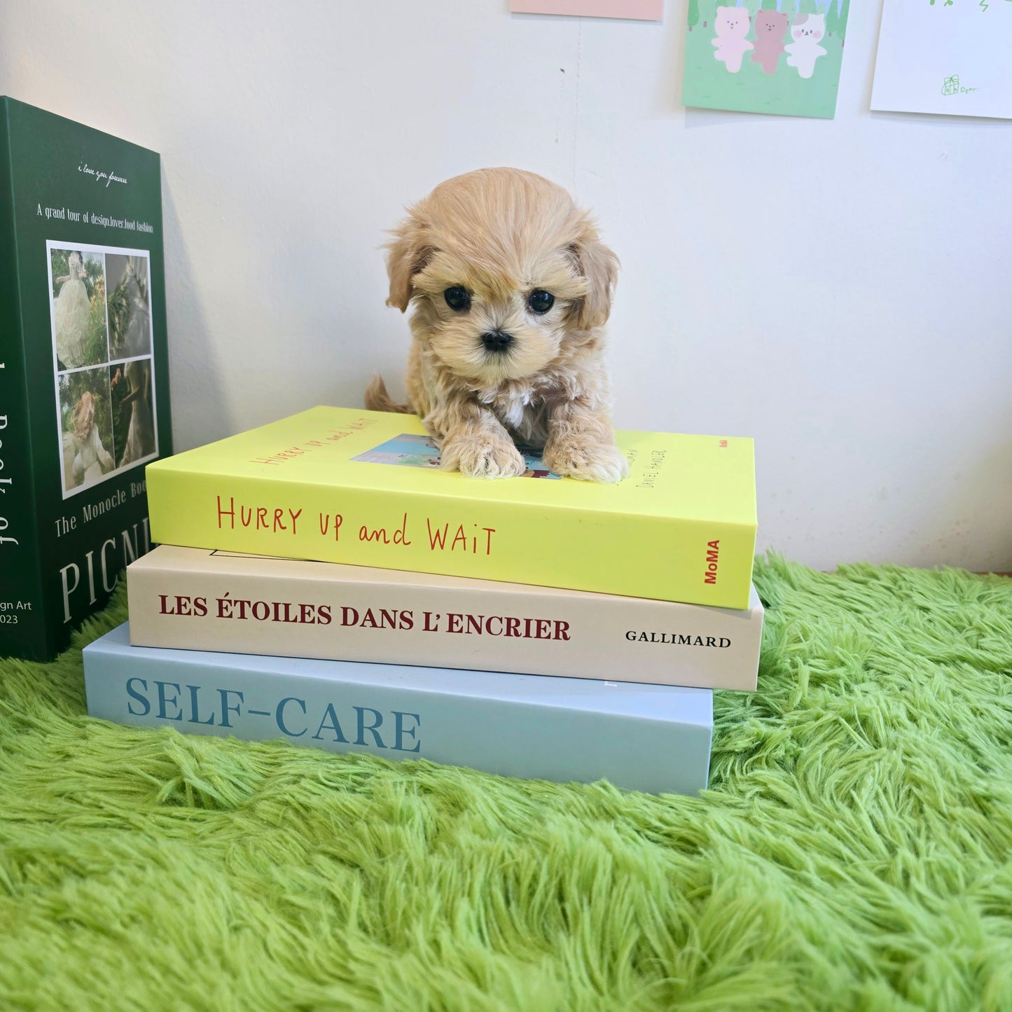 Mini Maltipoo for sale-Ali