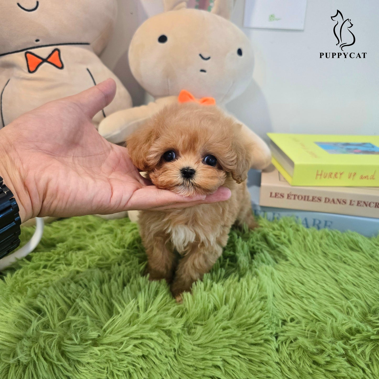 Mini Maltipoo- Kkomi (Singapore shipping fee included)